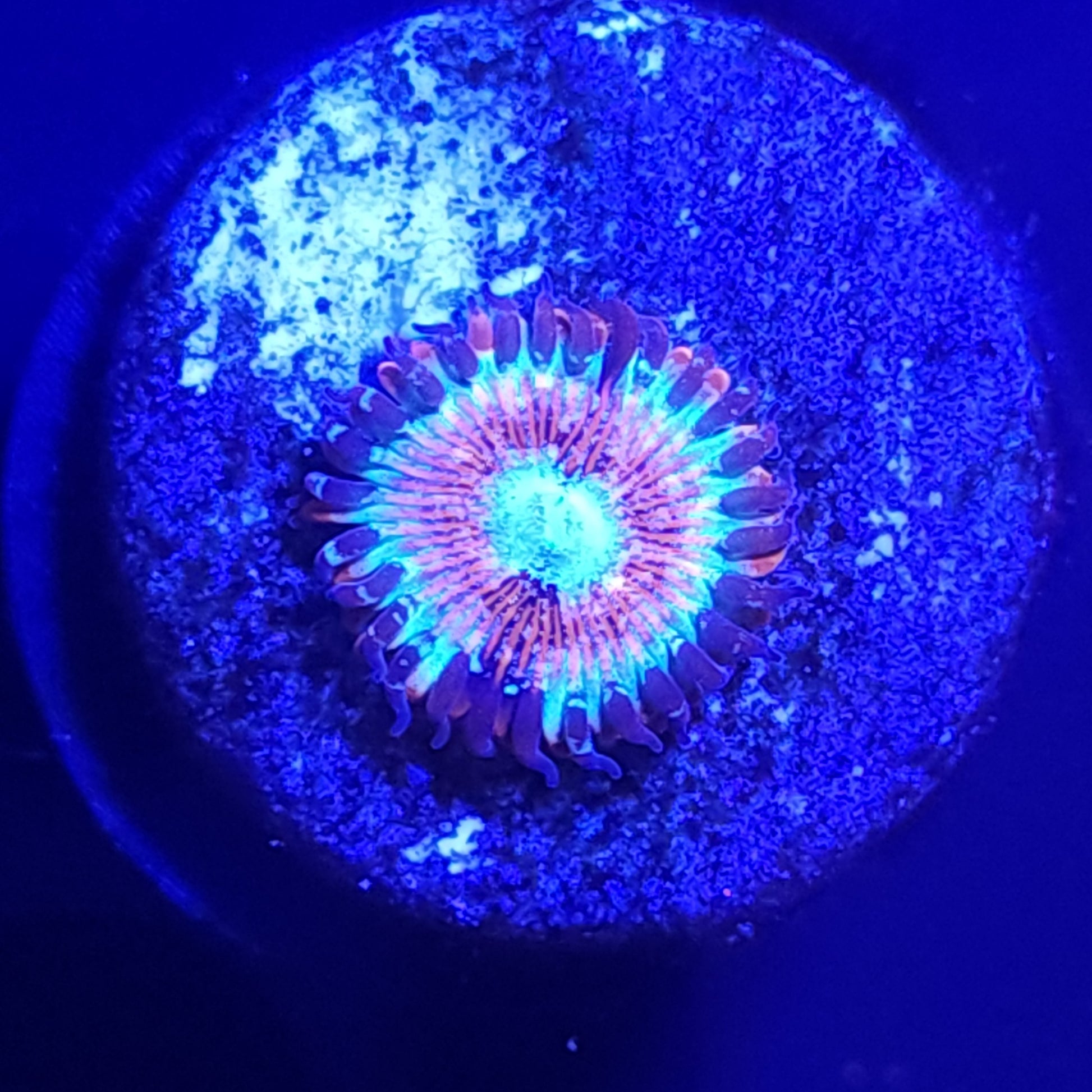 Magician Zoa WYSIWYG