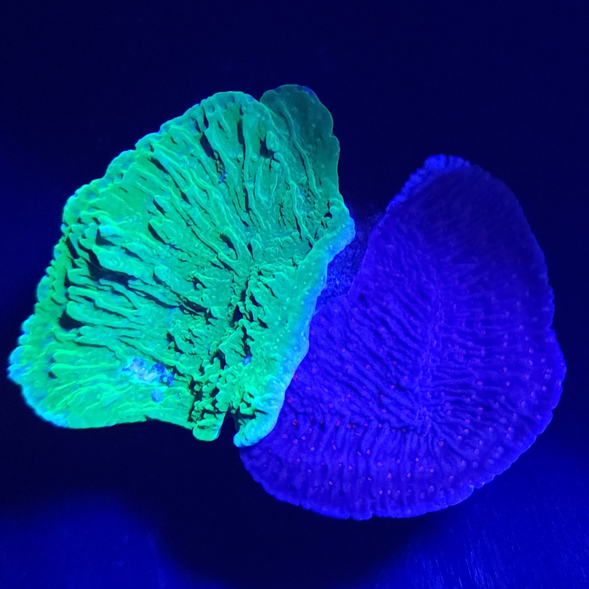 Toxic Green and Red Roses Plating Montipora Duo WYSIWYG 1