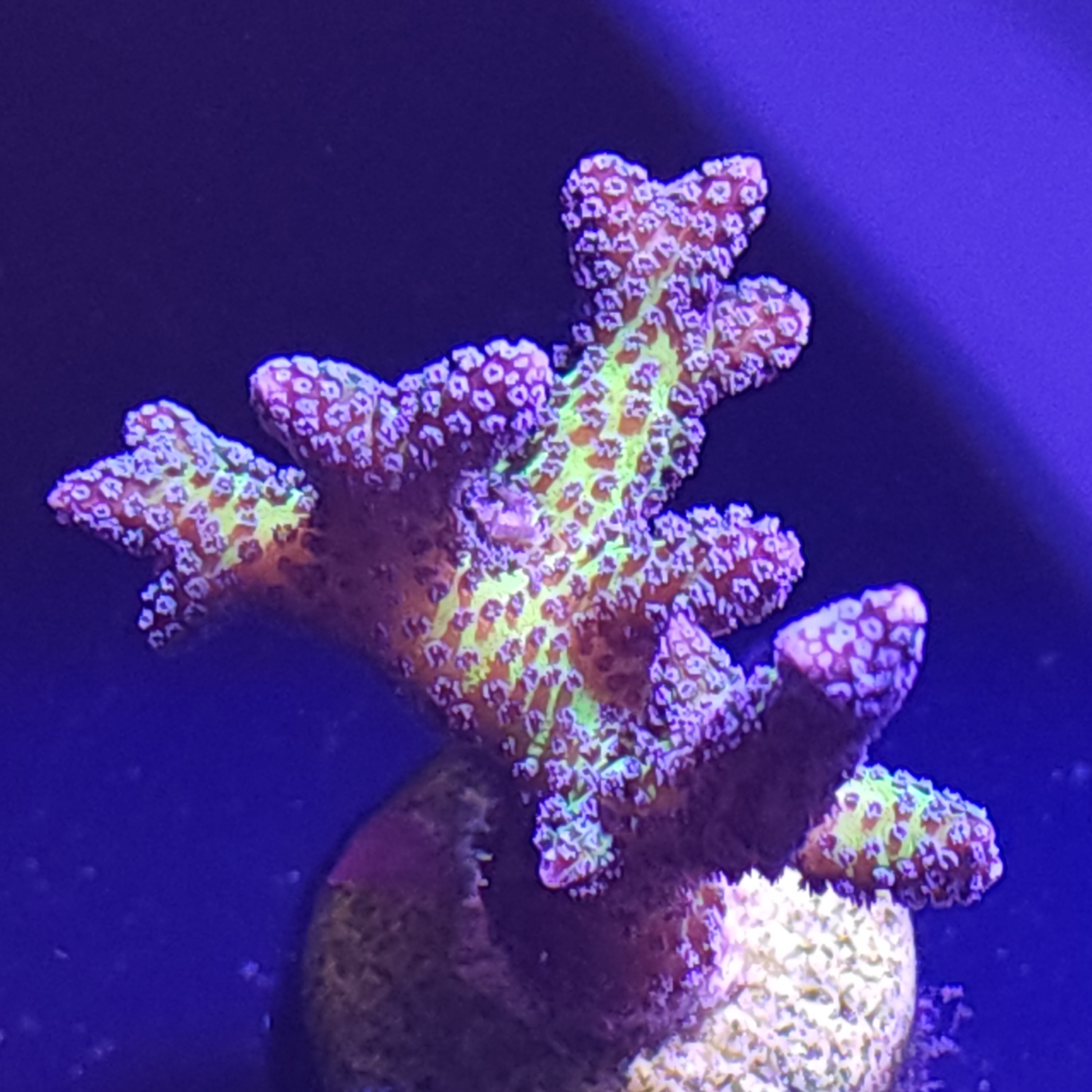SPS Corals