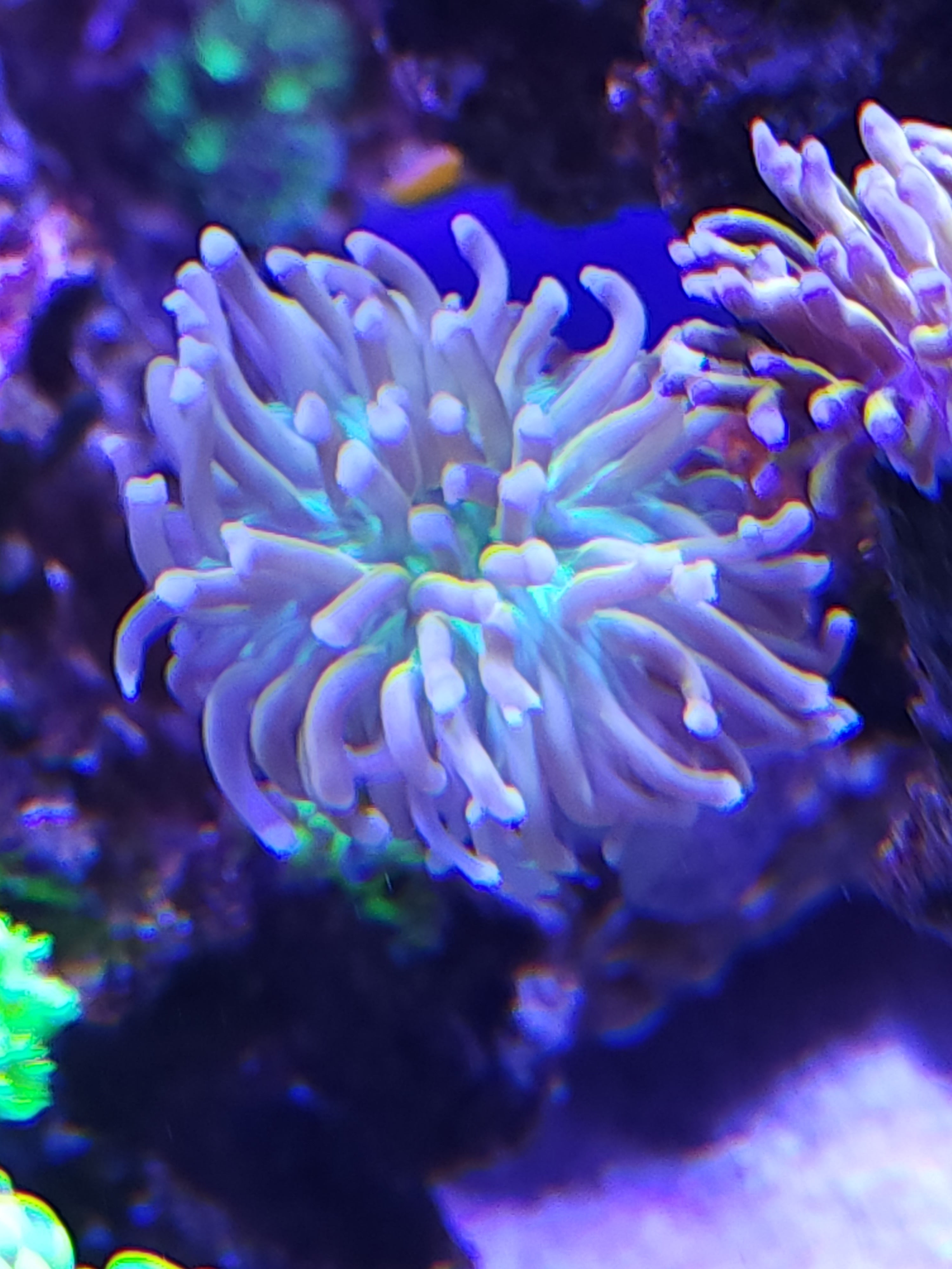 All Corals and Livestock