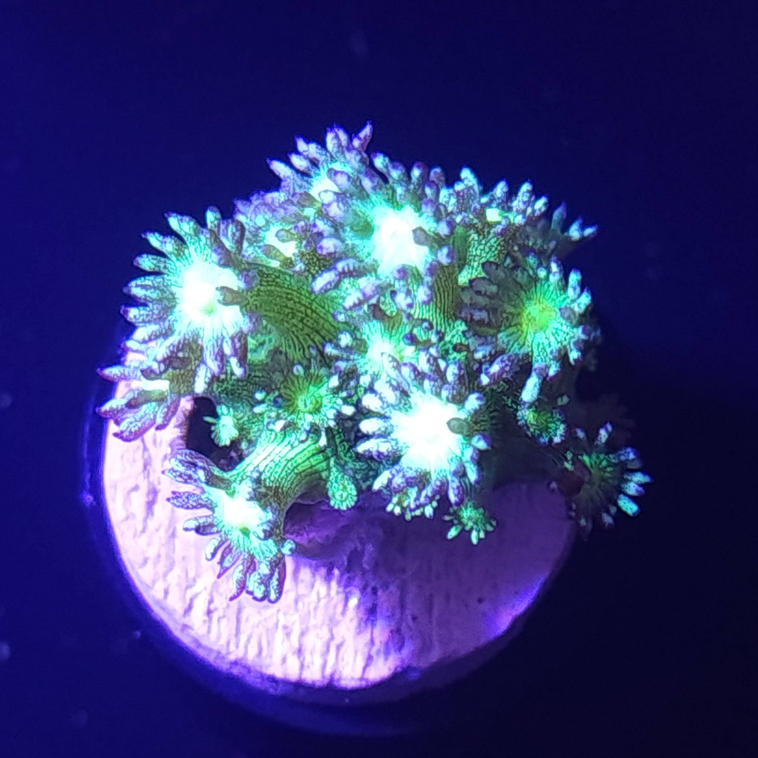 LPS Corals