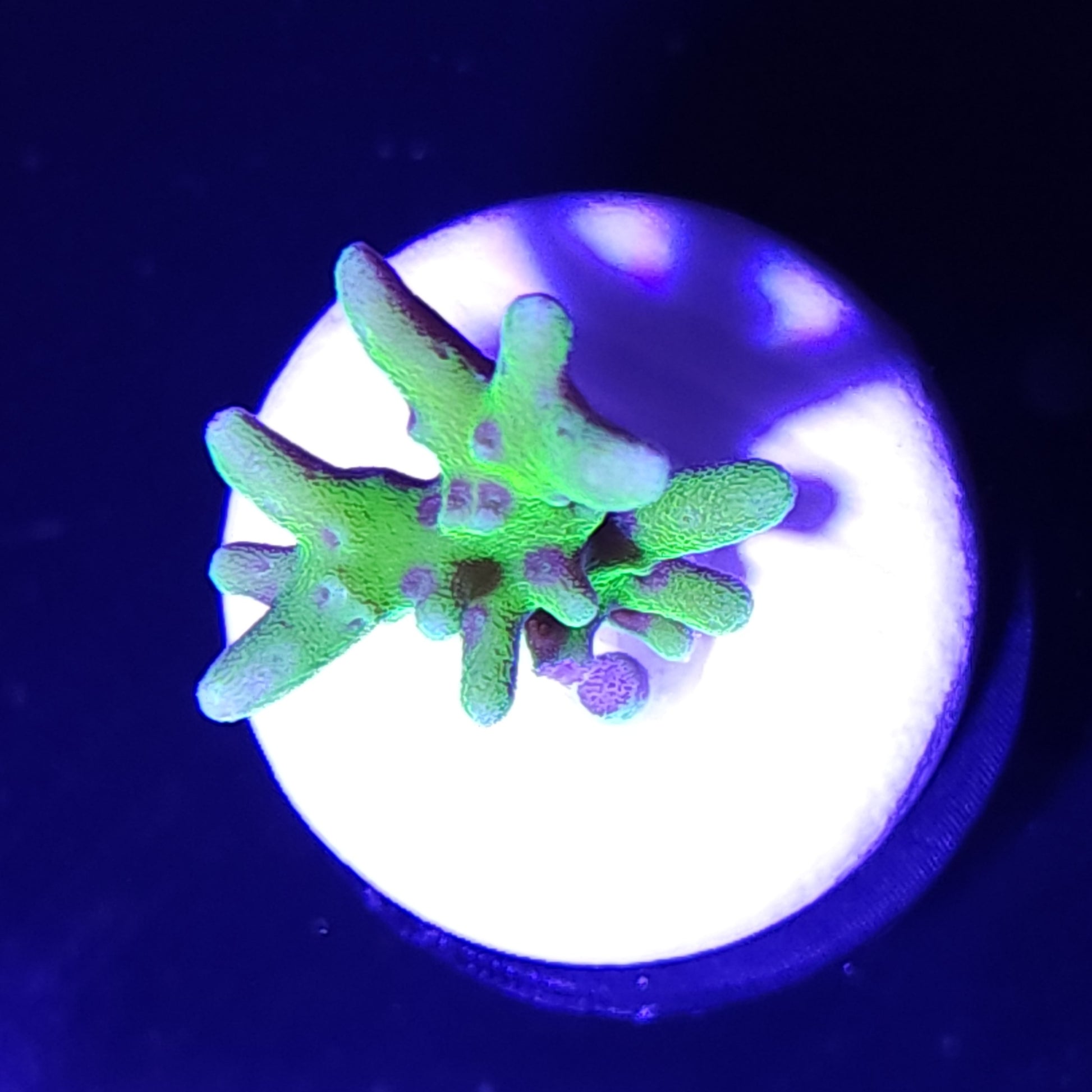 Green Goblin Anacropora WYSIWYG 1