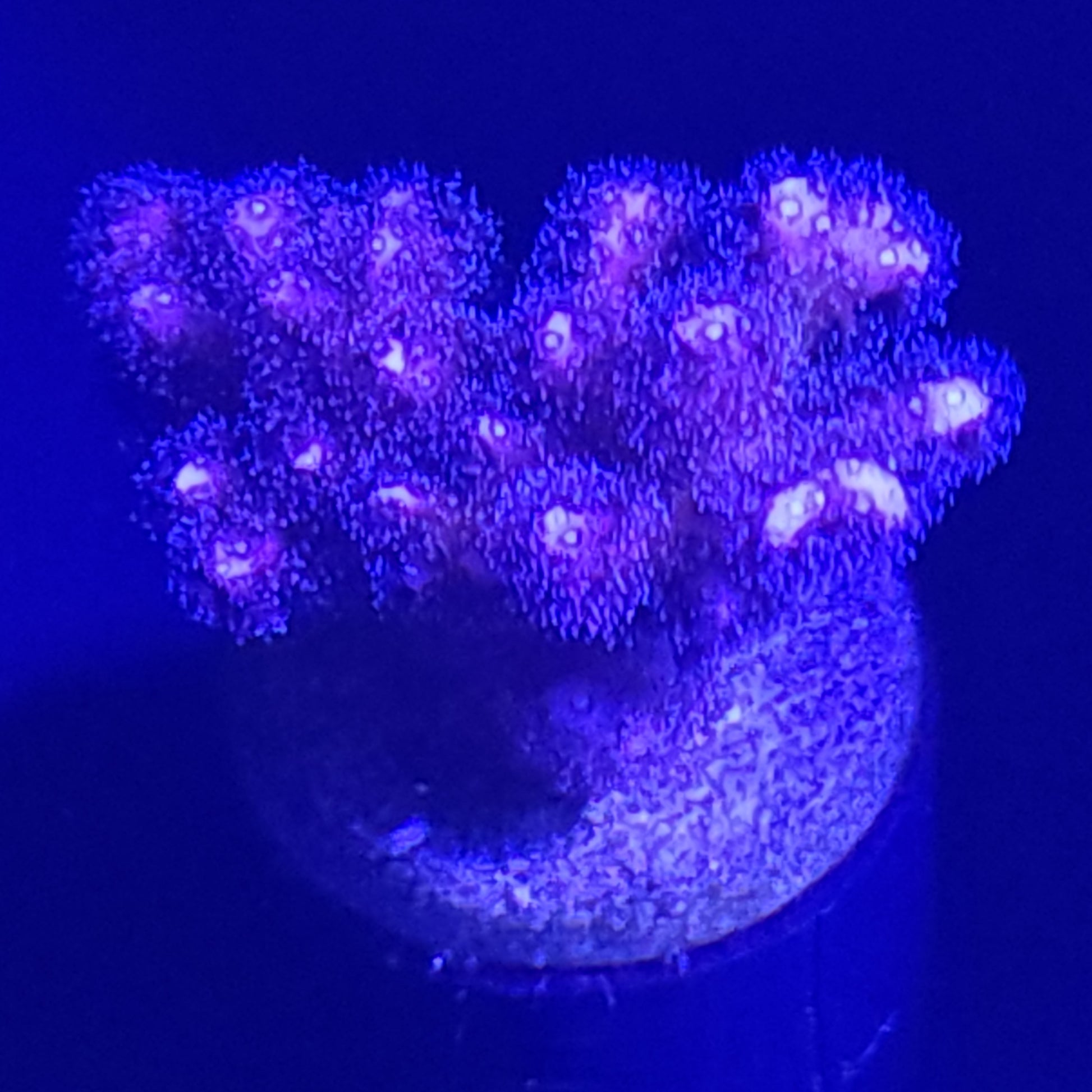 Purple Birdsnest WYSIWYG 5