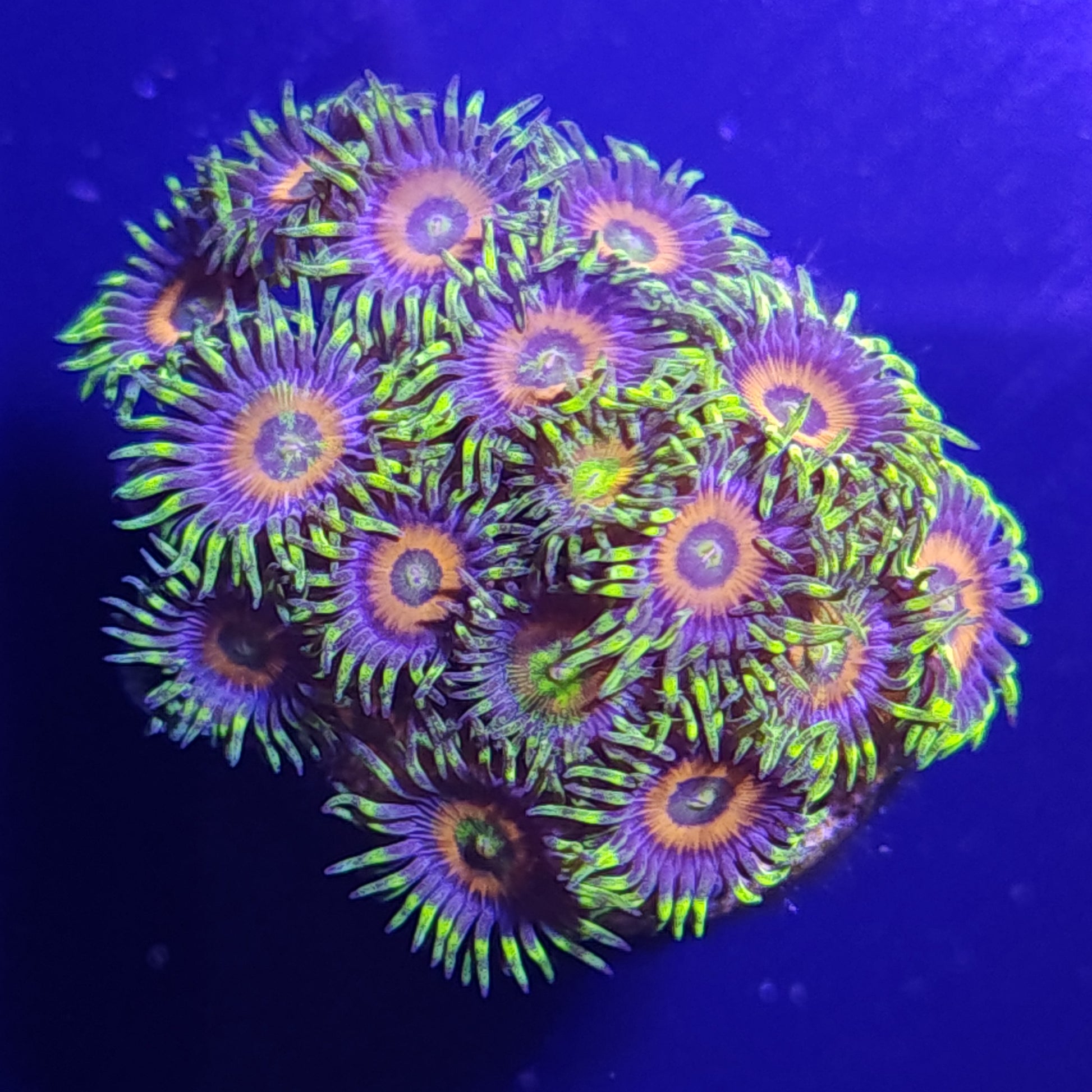 Eagle Eyes Zoas WYSIWYG
