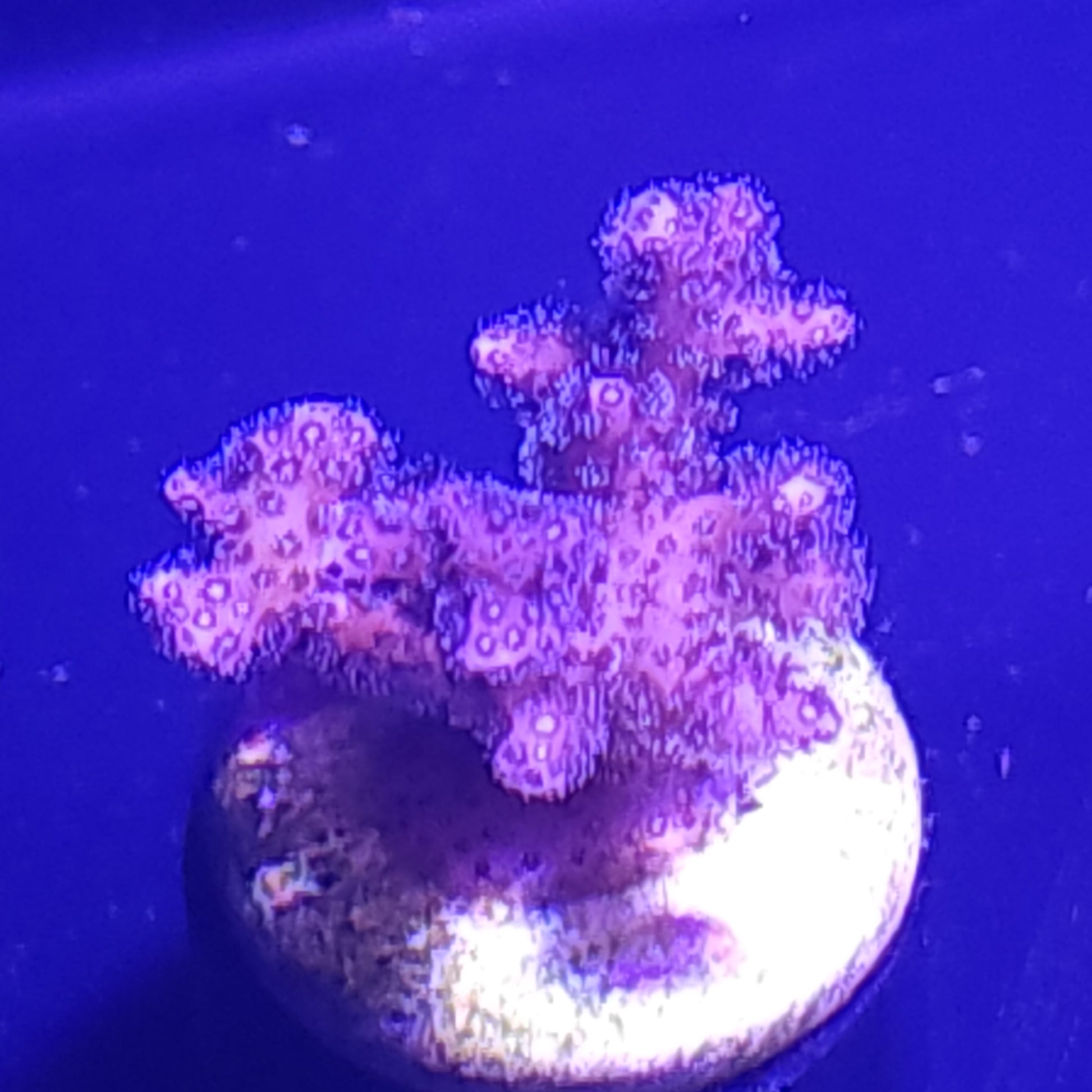 Purple Birdsnest WYSIWYG 6