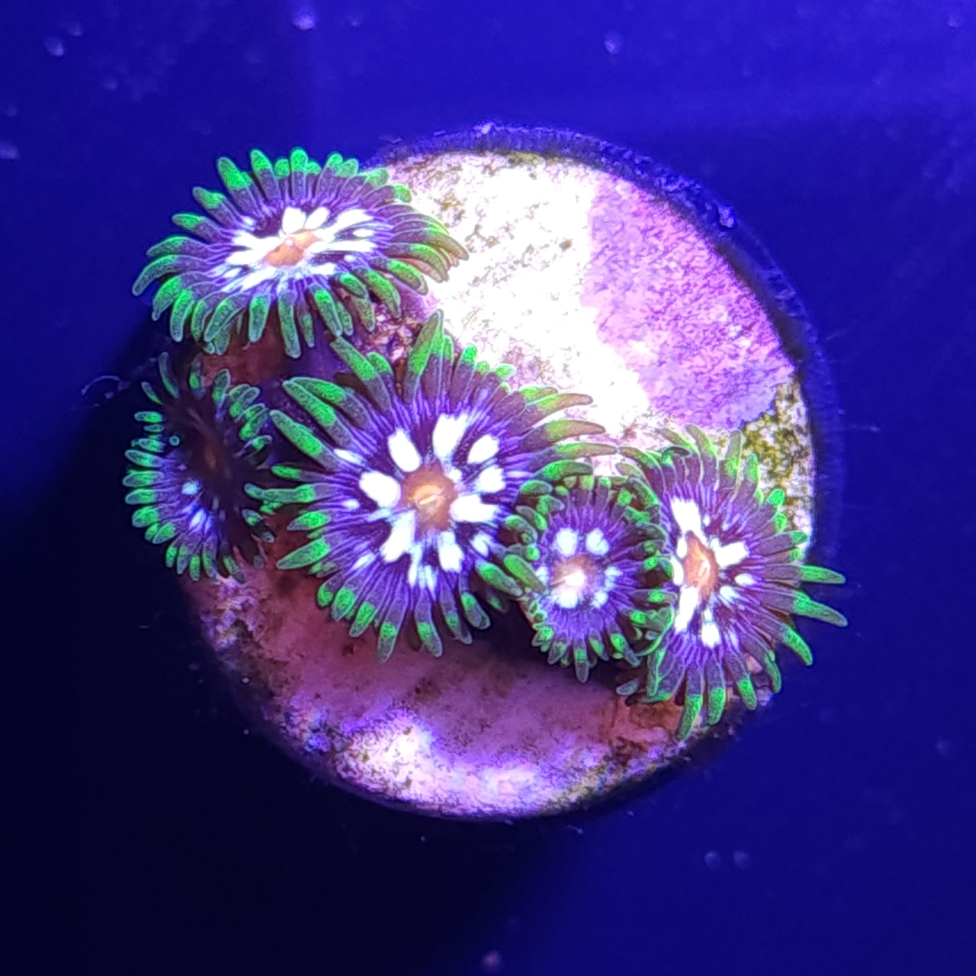Daisy Cutter Pinwheel Zoas WYSIWYG