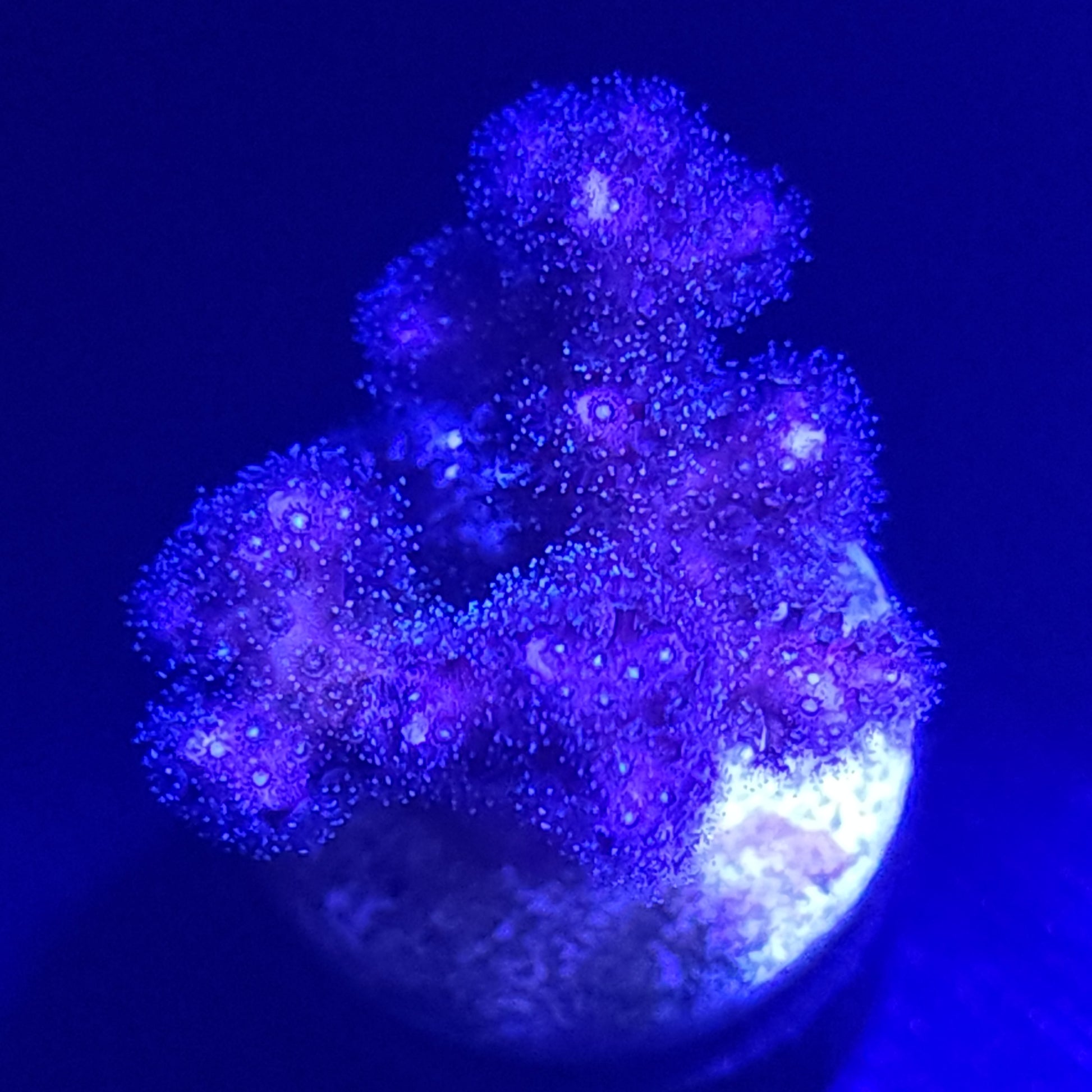 Purple Birdsnest WYSIWYG 6