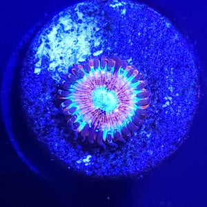 Magician Zoa WYSIWYG