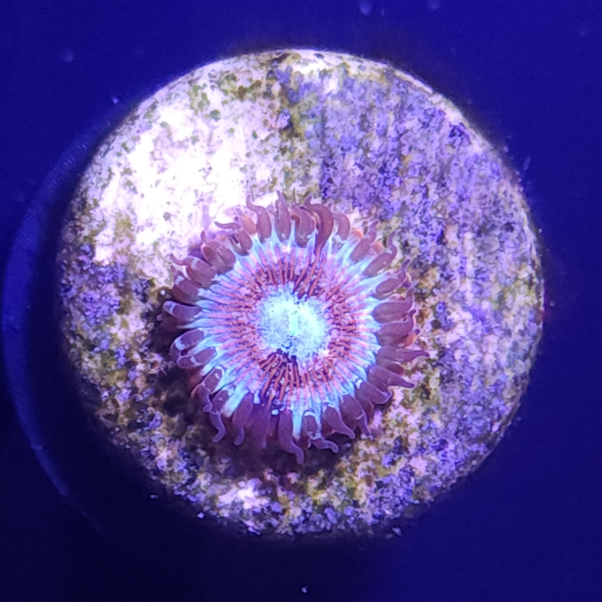 Magician Zoa WYSIWYG