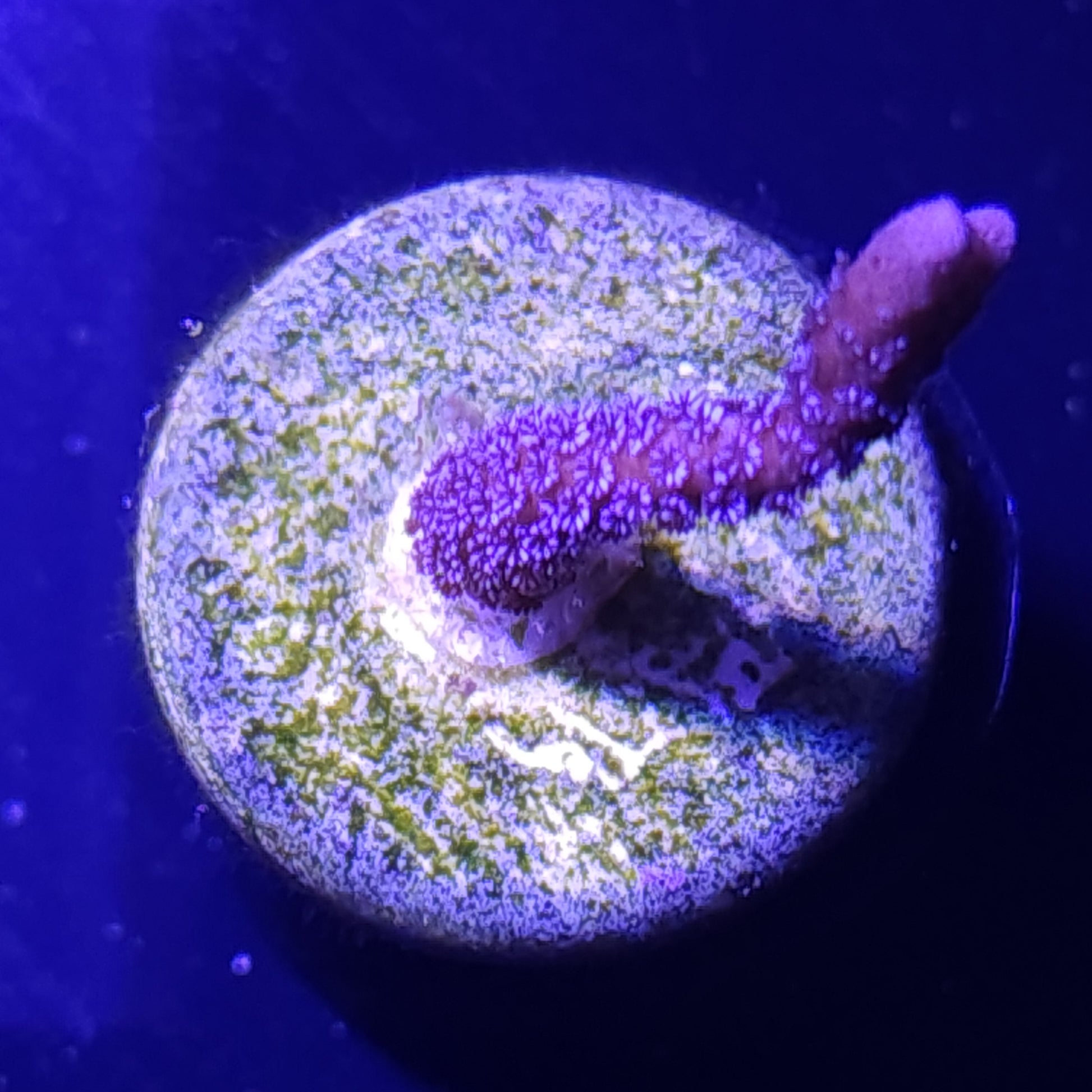 Blue Polyp Montipora Digi WYSIWYG 1