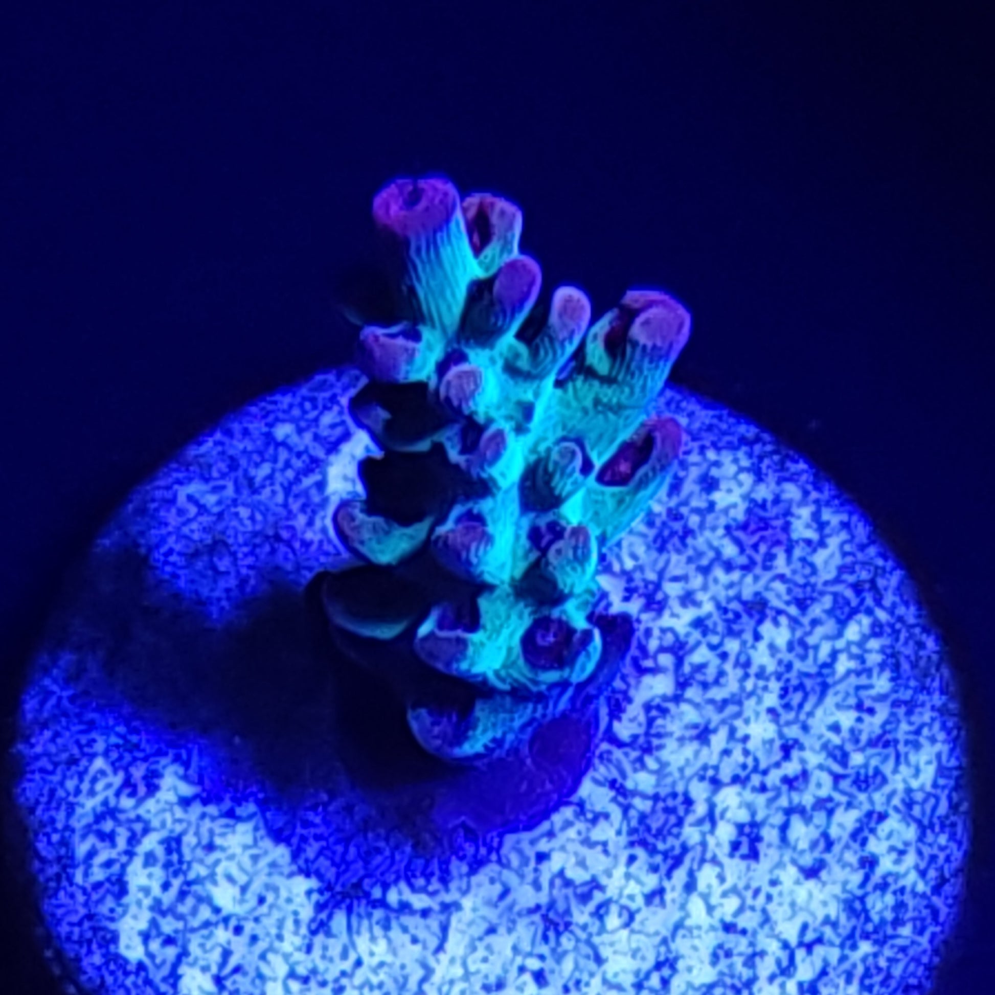 Strawberry Shortcake Acropora WYSIWYG 1