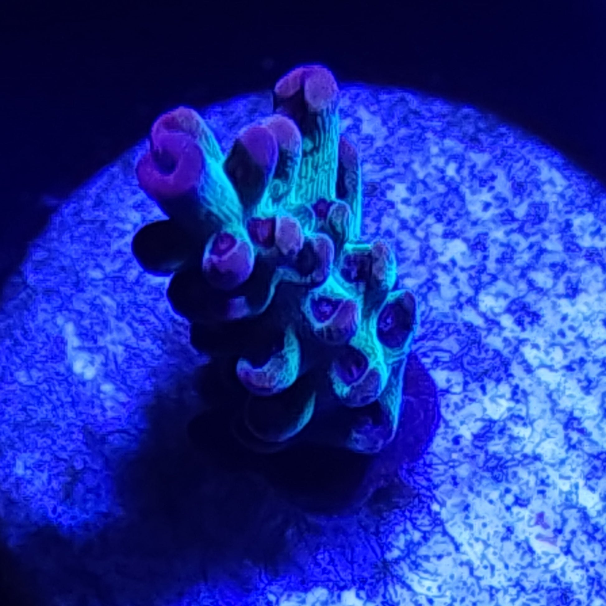 Strawberry Shortcake Acropora WYSIWYG 1