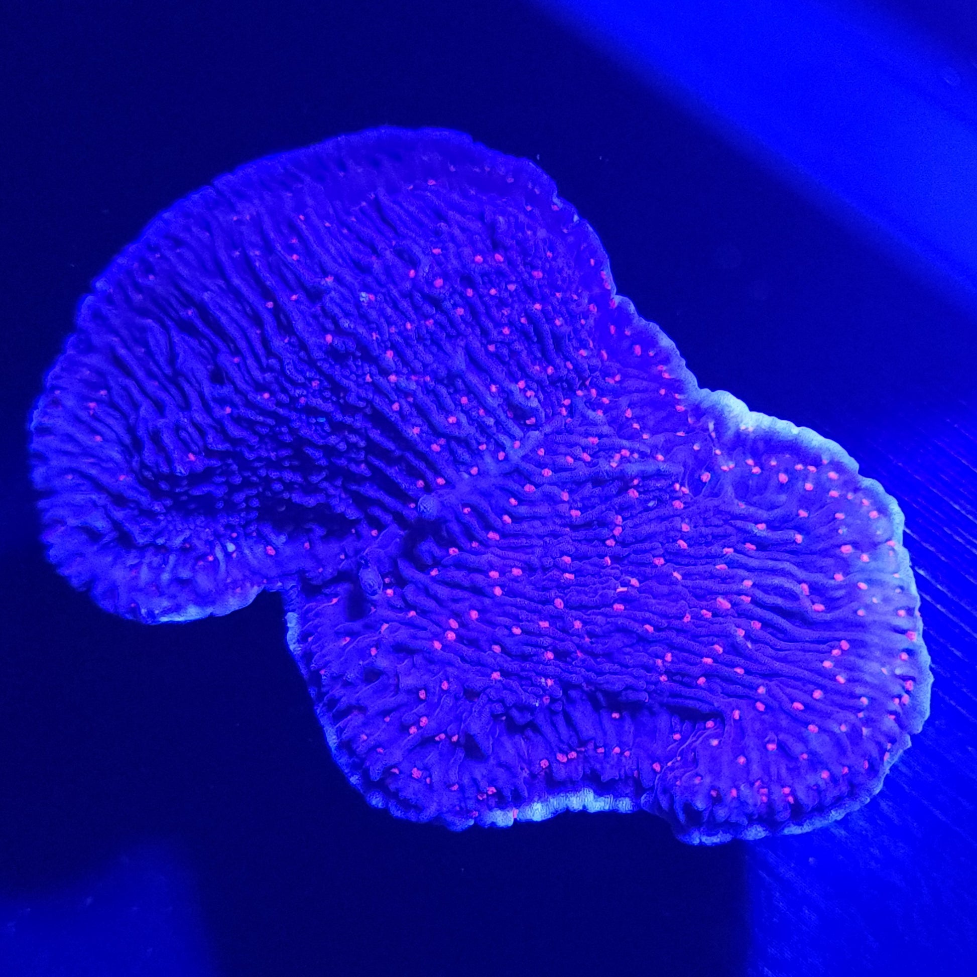 Red Roses Plating Montipora Medium WYSIWYG 1