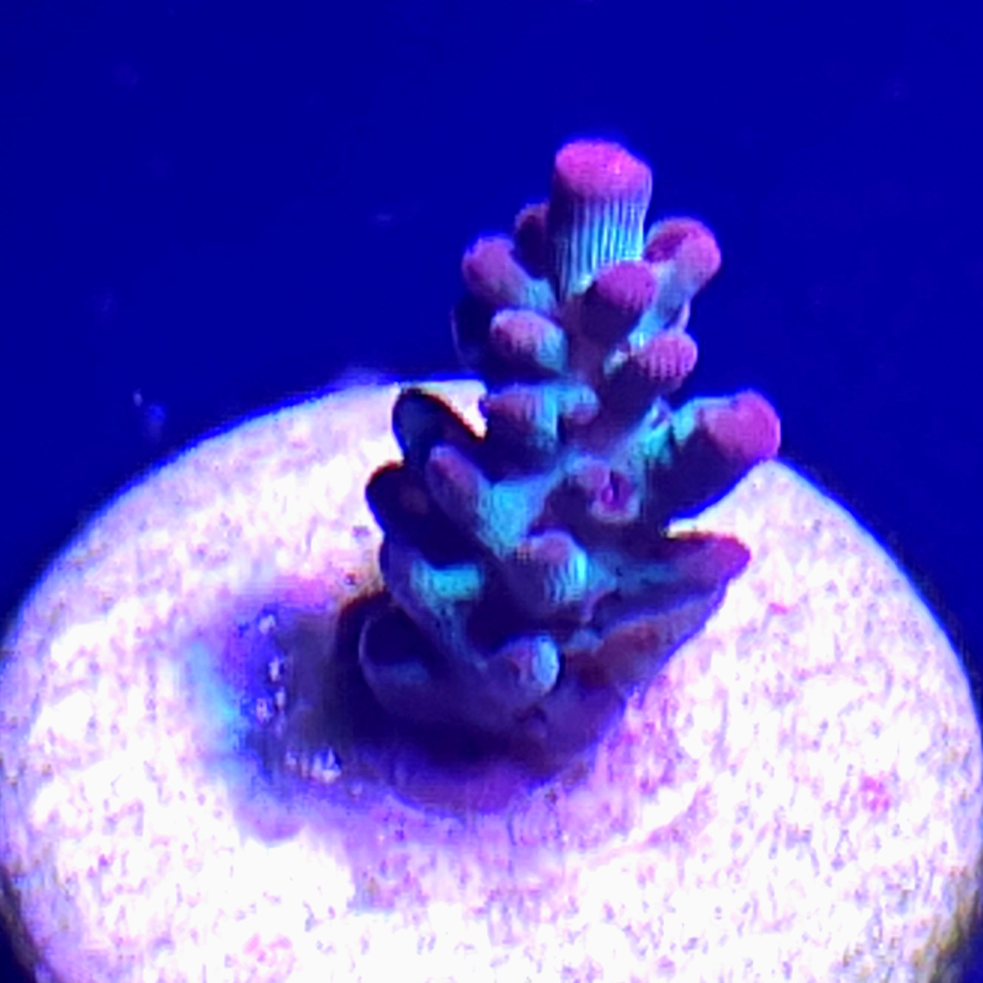 Strawberry Shortcake Acropora WYSIWYG 1