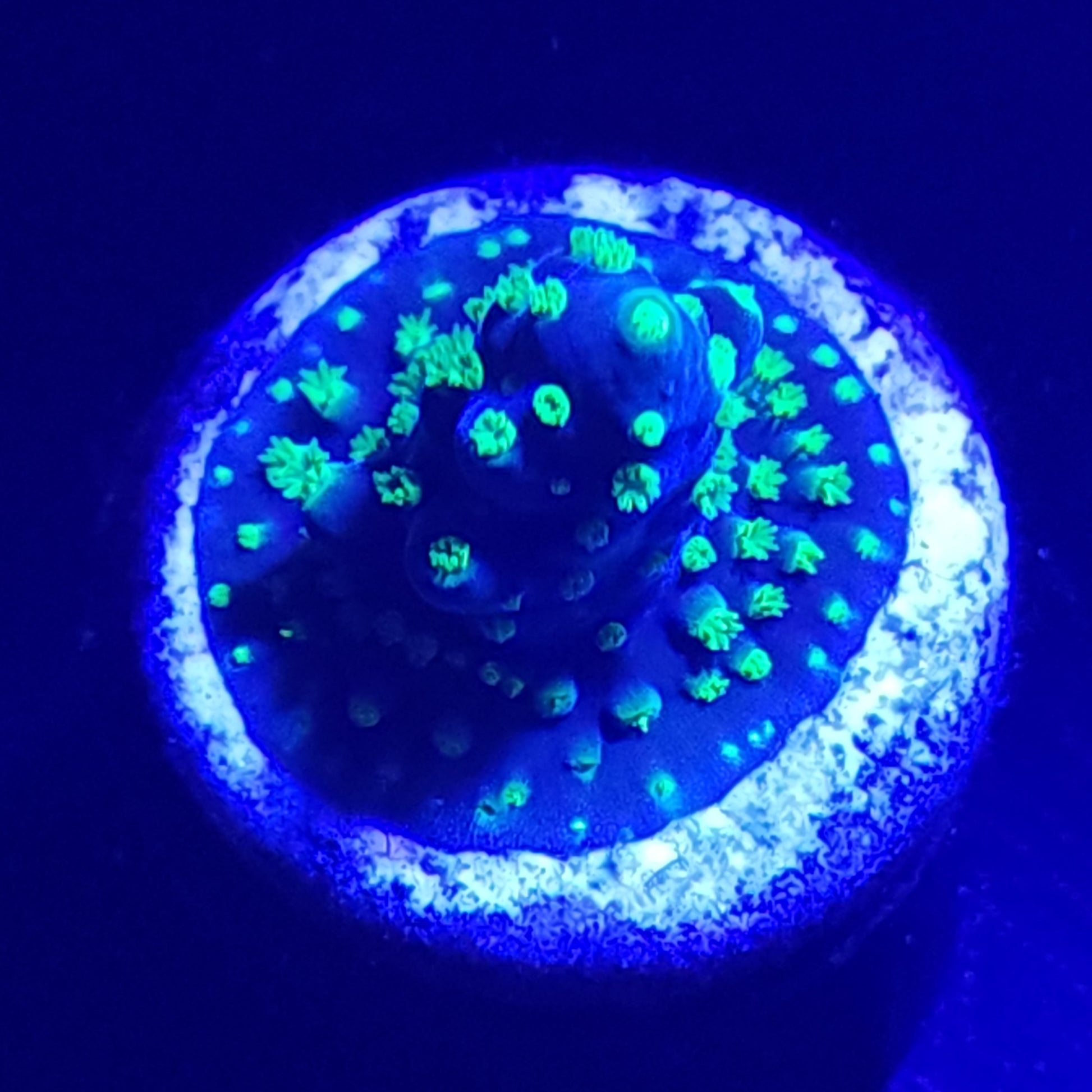 Bonsai Acropora WYSIWYG 1