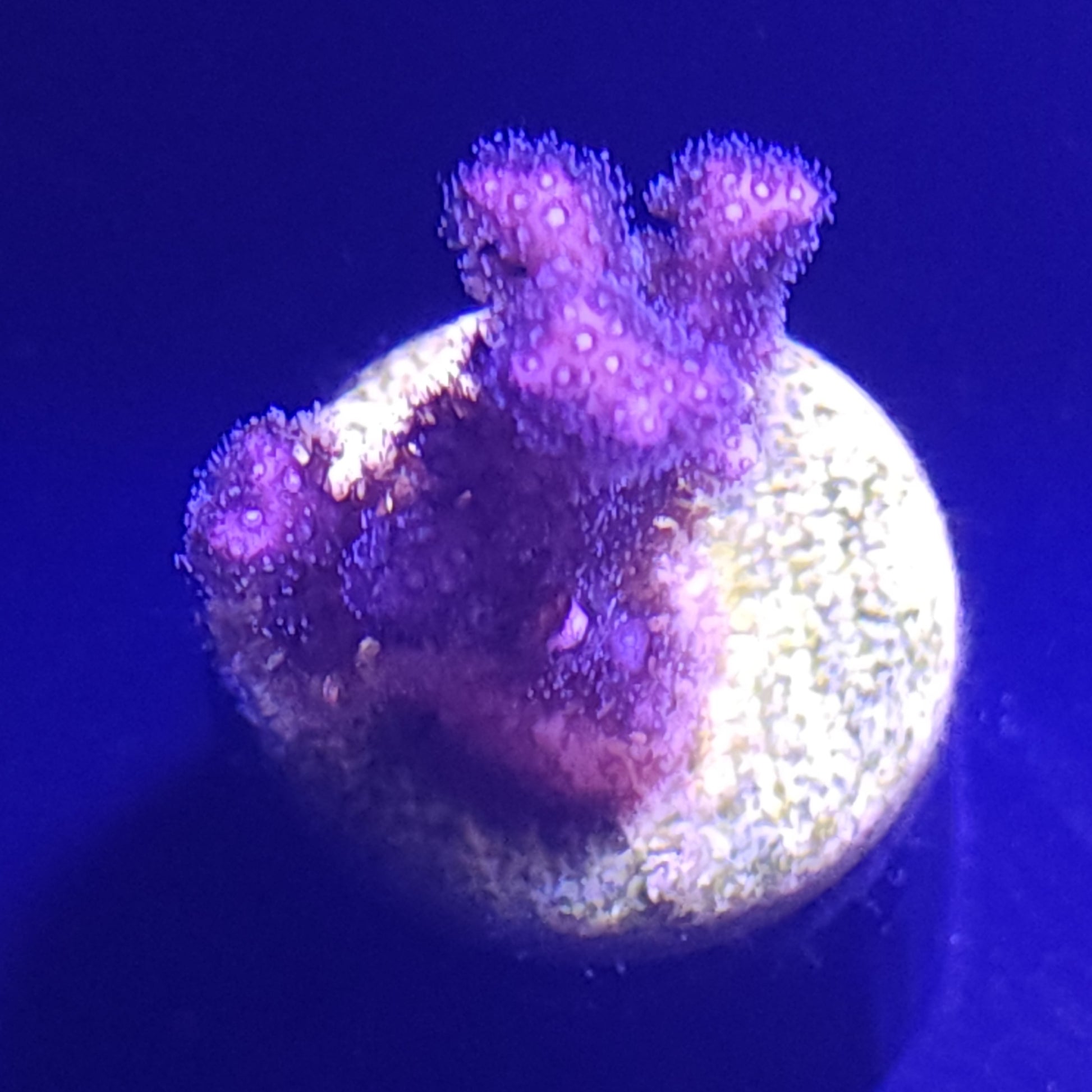 Purple Birdsnest WYSIWYG 1