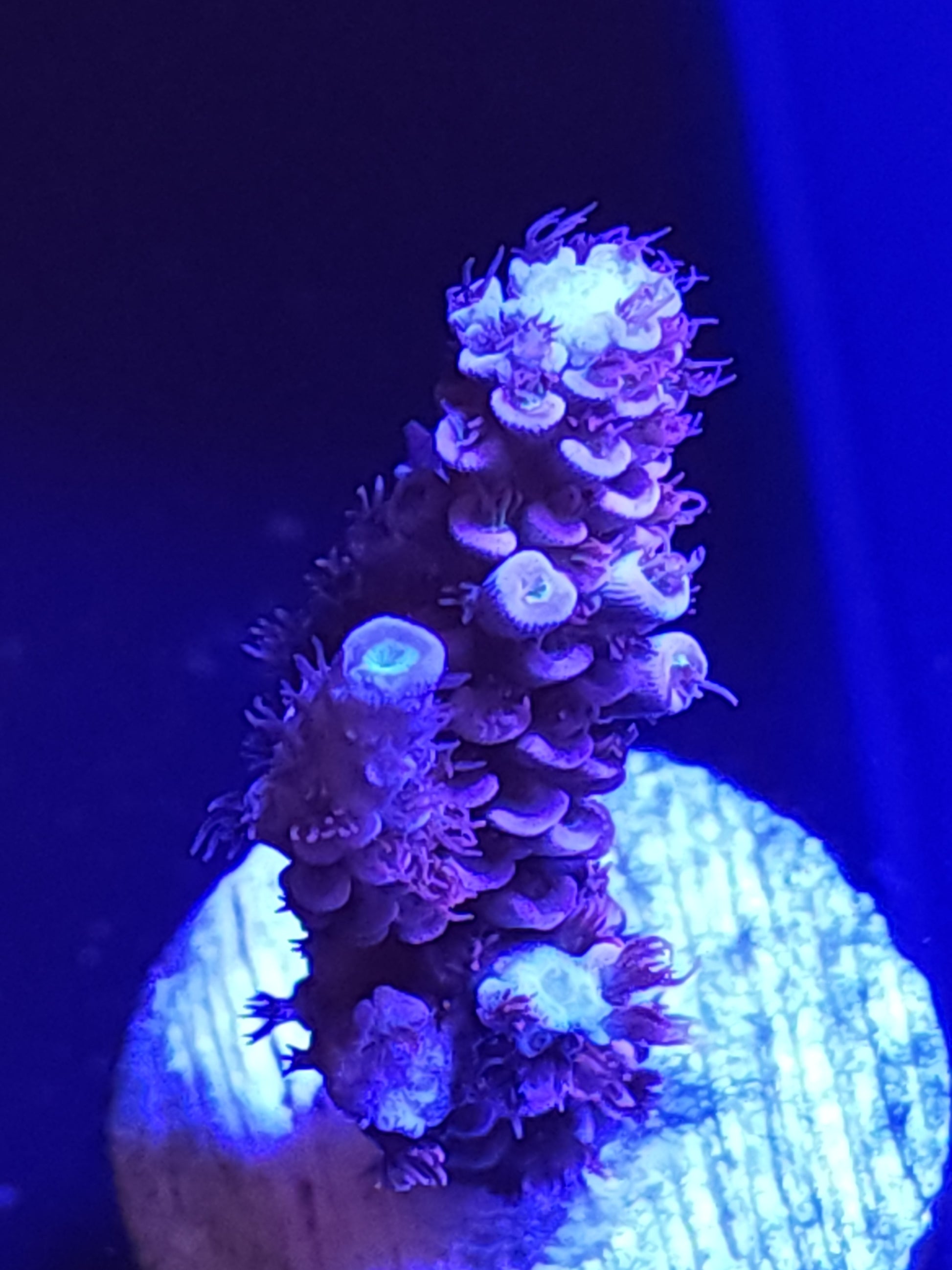 Cherry Bomb Acropora Large WYSIWYG 1