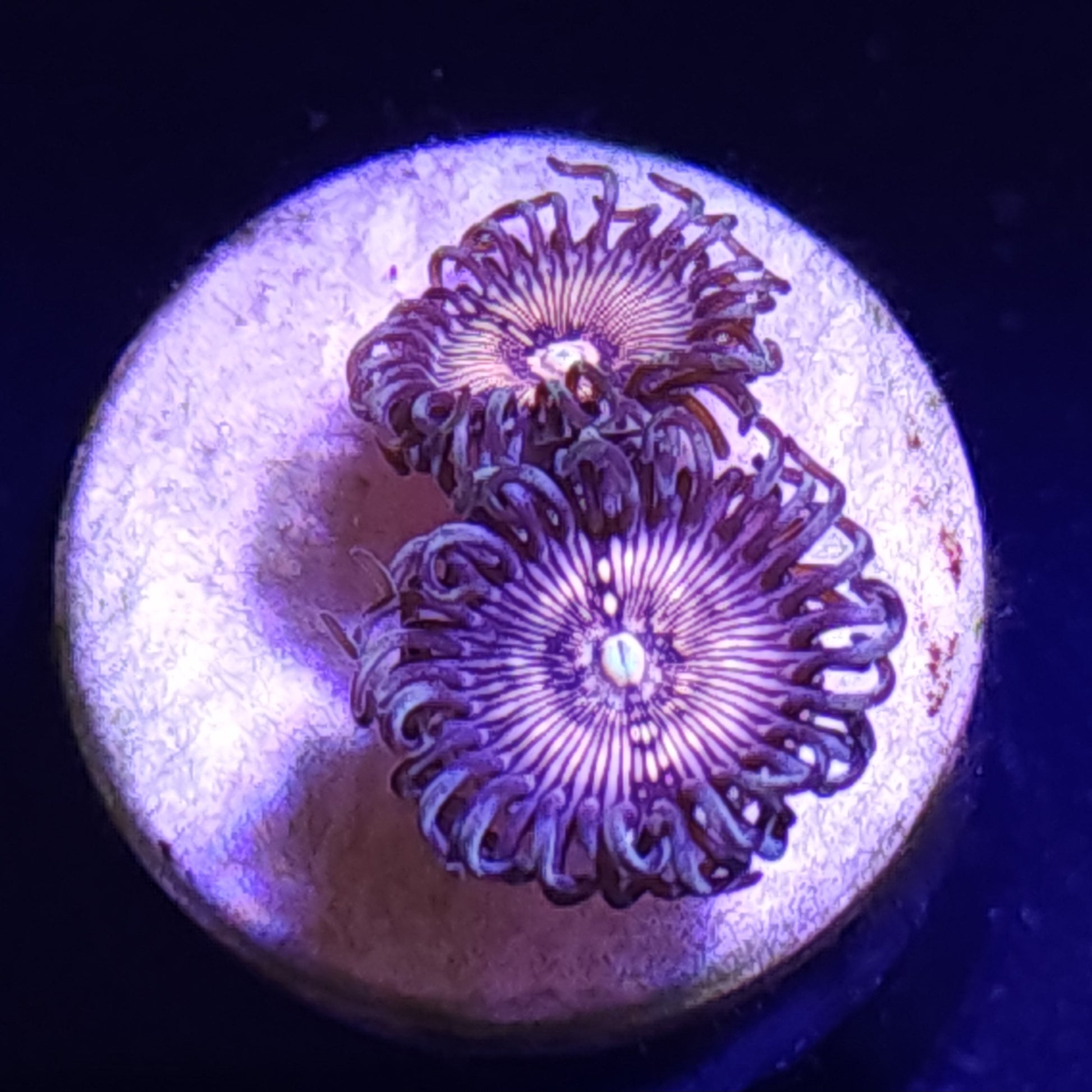 Dragon Slayer Zoas WYSIWYG
