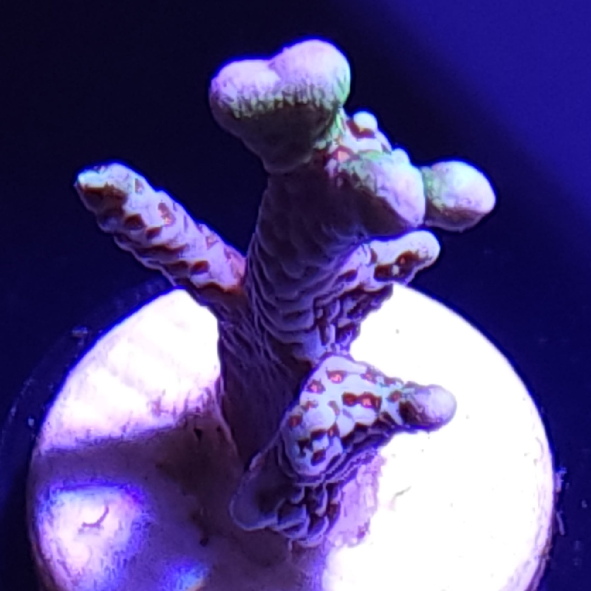 Bubblegum Montipora Digi WYSIWYG 1