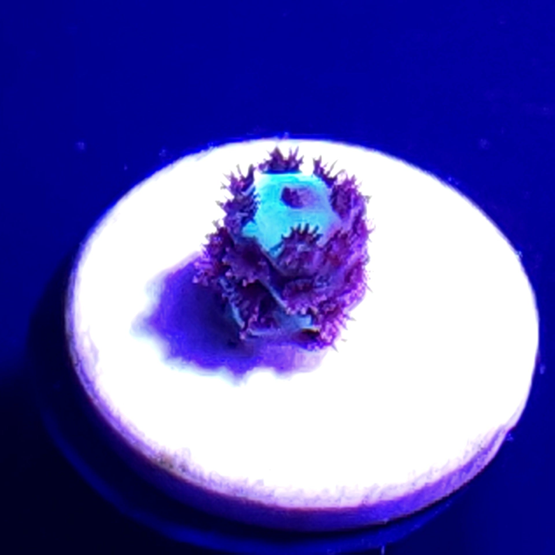 Booberry Acropora Sarmentosa WYSIWYG 1