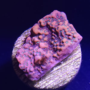 Prismatic Montipora WYSIWYG 1
