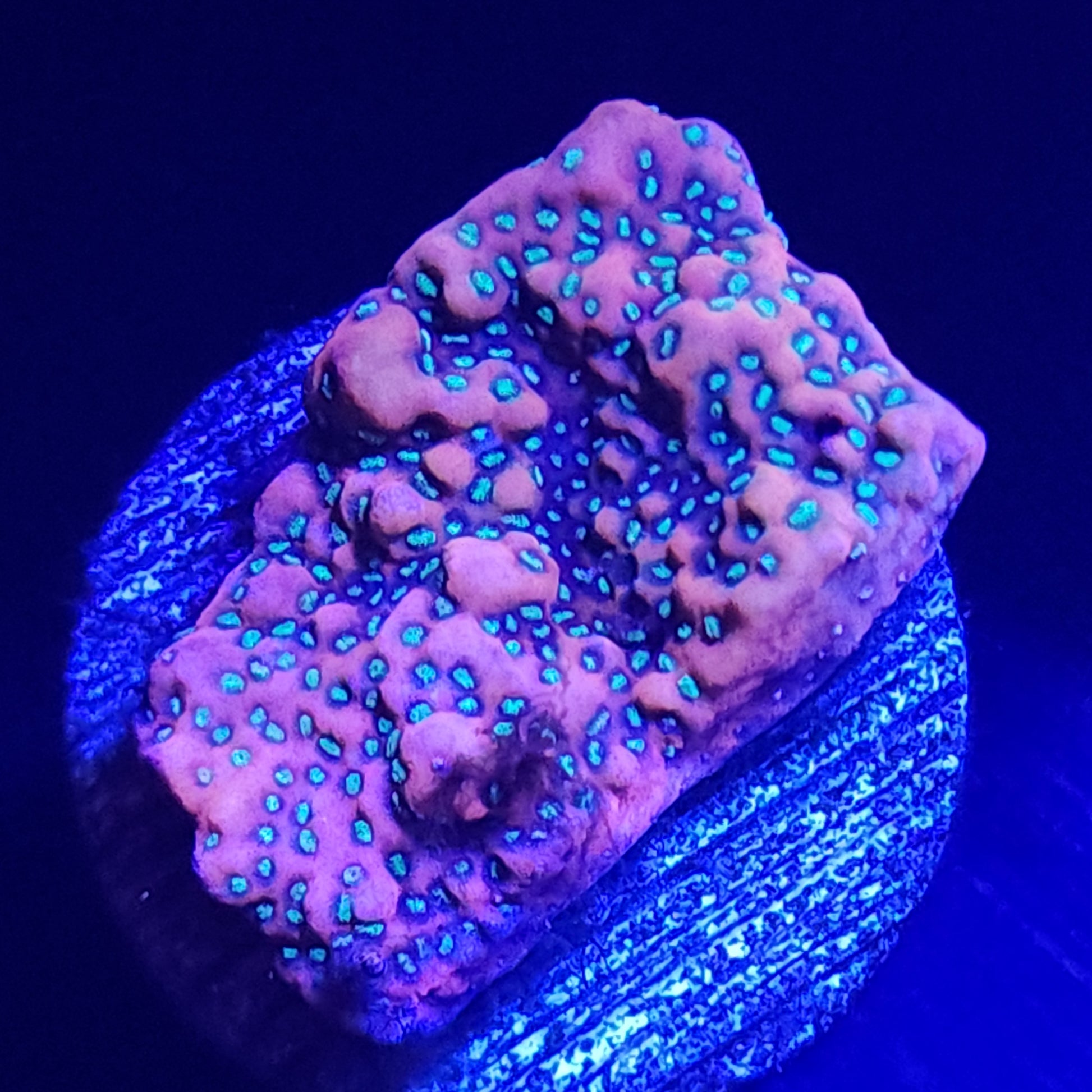 Prismatic Montipora WYSIWYG 1