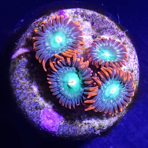 Electric Oompa Loompa Zoas WYSIWYG