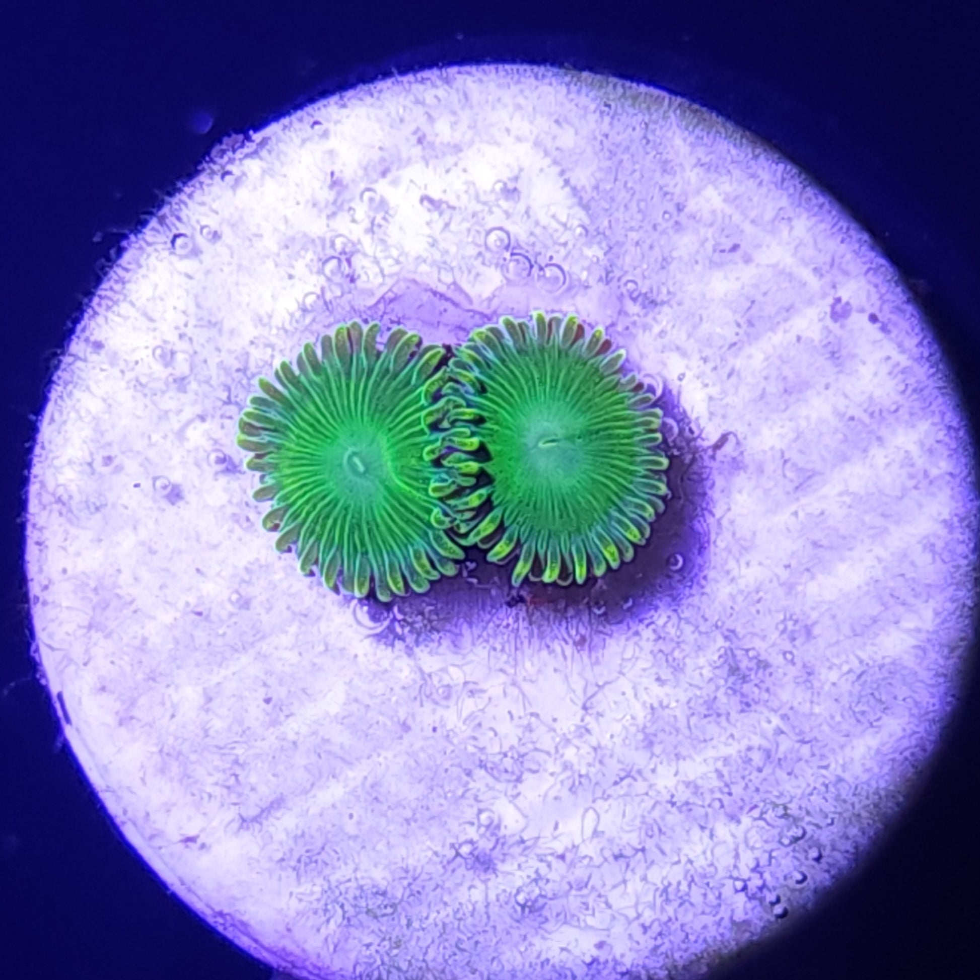 Frankies Flu Zoas WYSIWYG