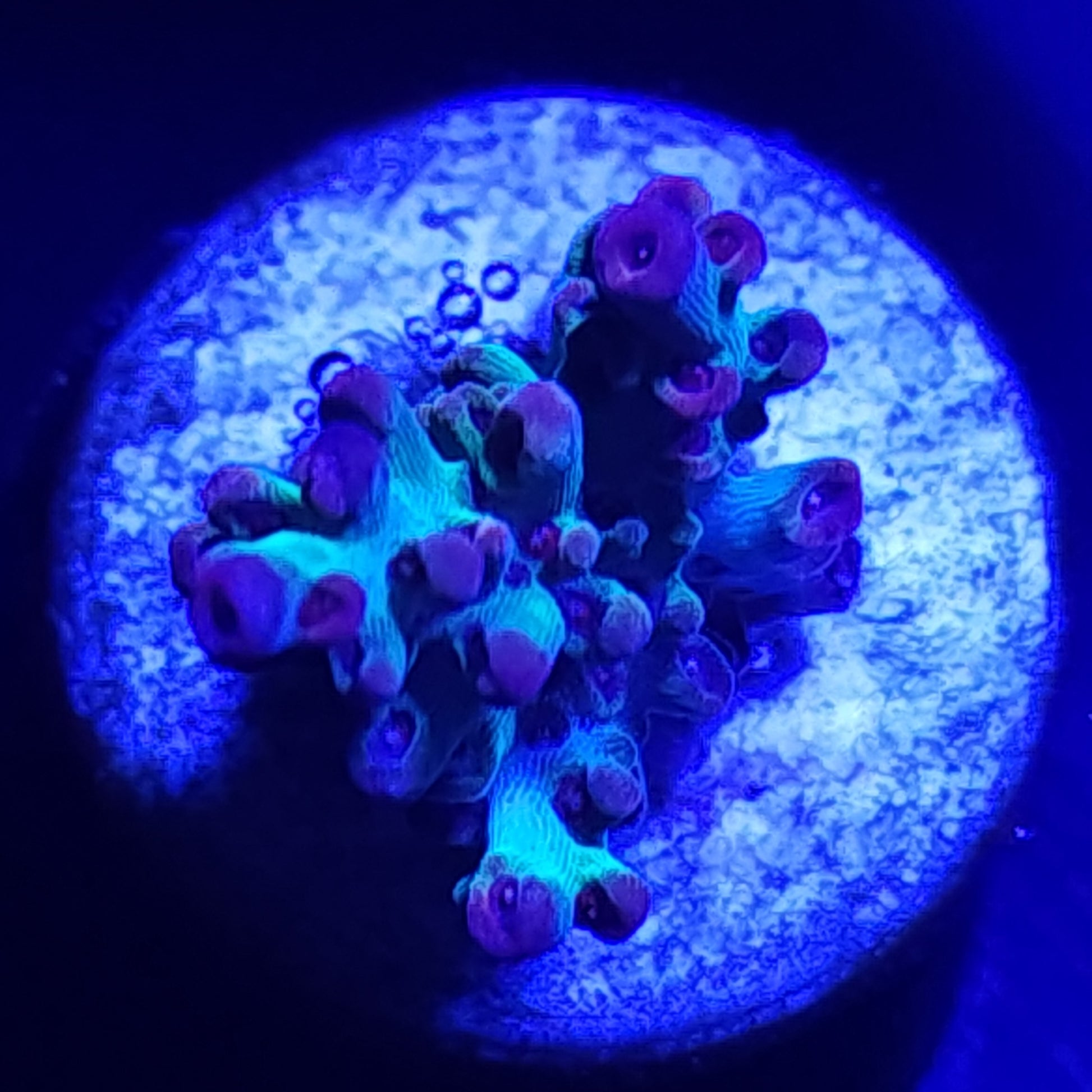 Strawberry Shortcake Acropora WYSIWYG 2