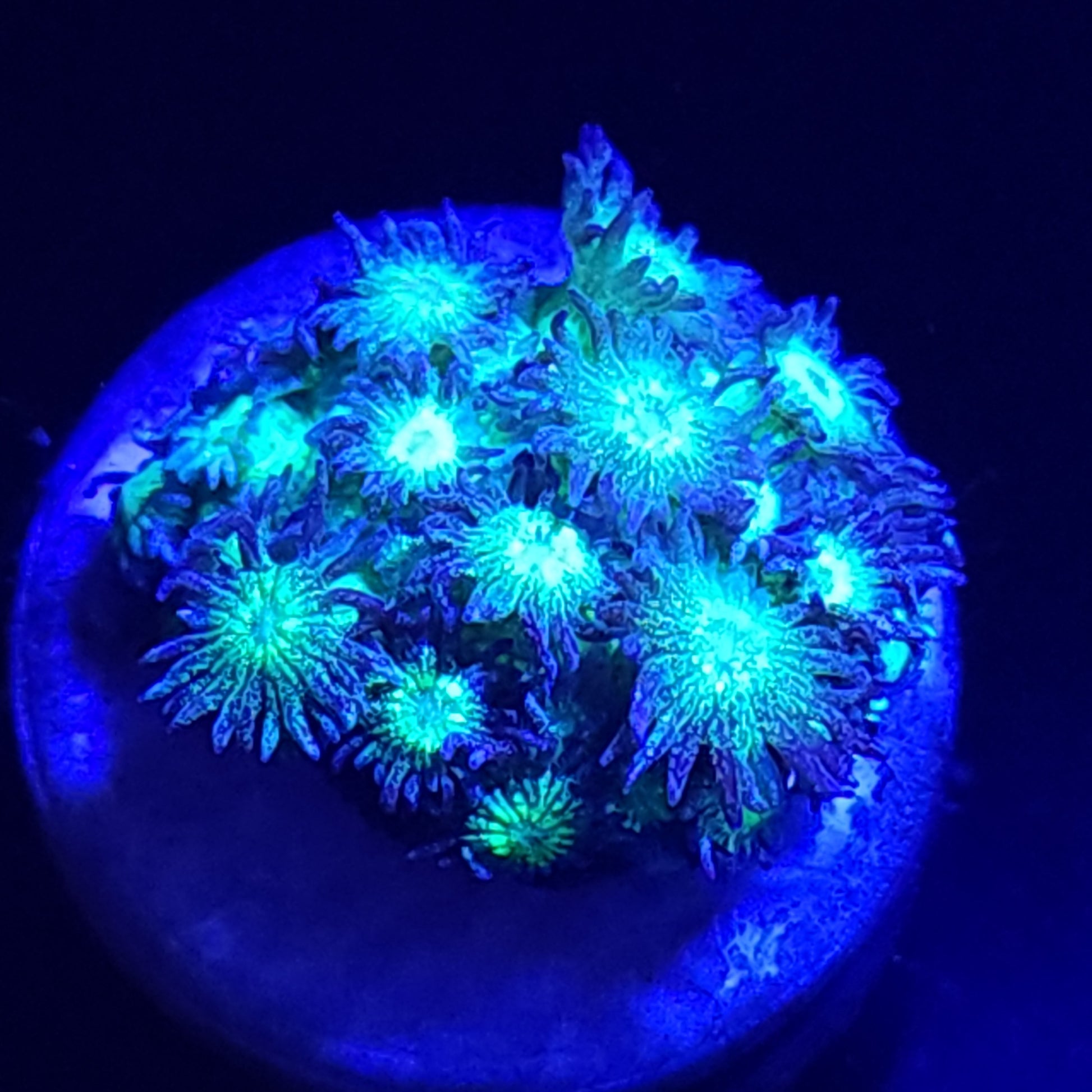 Glitter Bomb Goni WYSIWYG 1