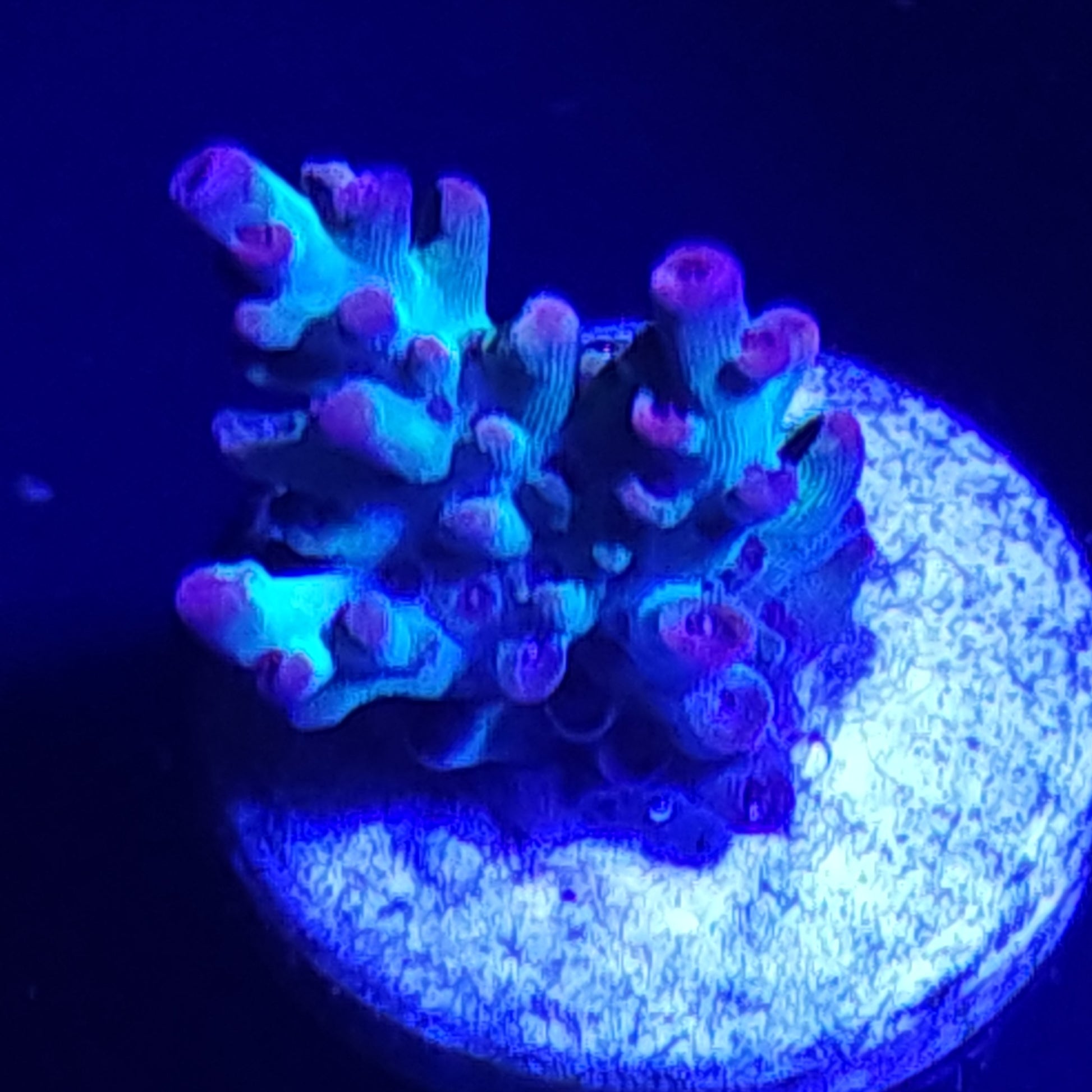 Strawberry Shortcake Acropora WYSIWYG 2