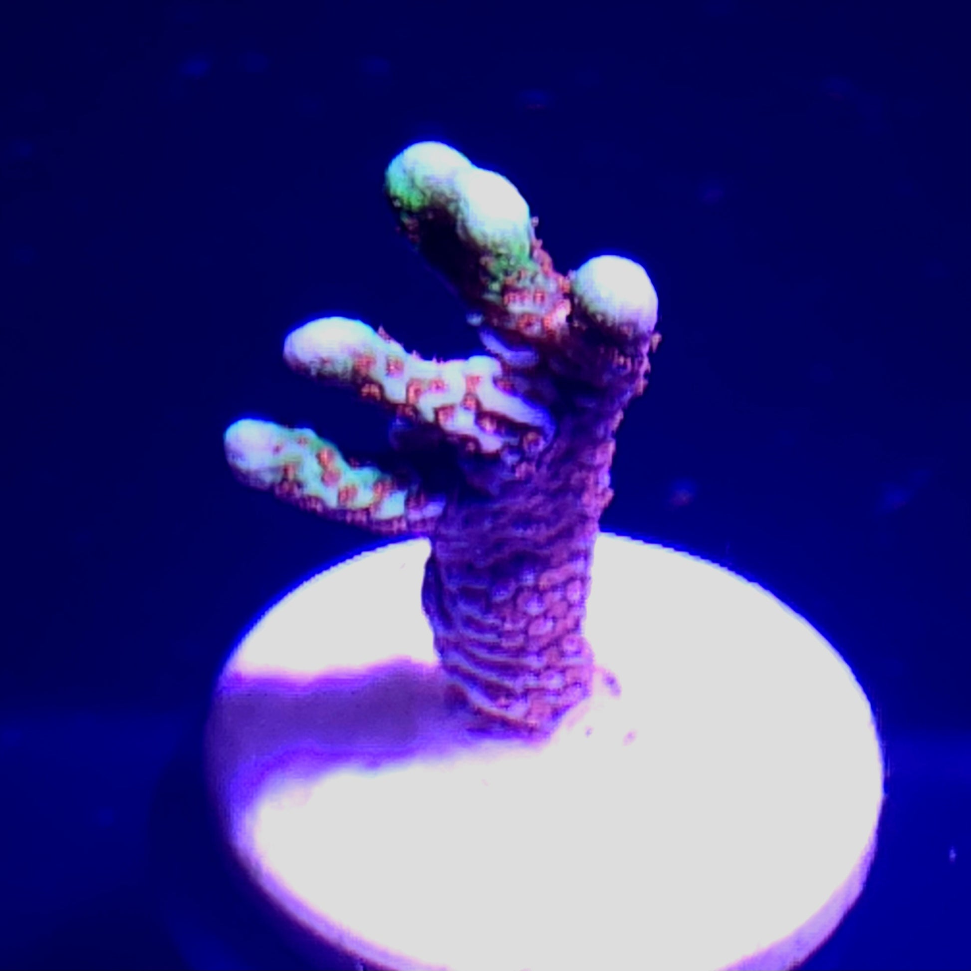 Bubblegum Montipora Digi WYSIWYG 2
