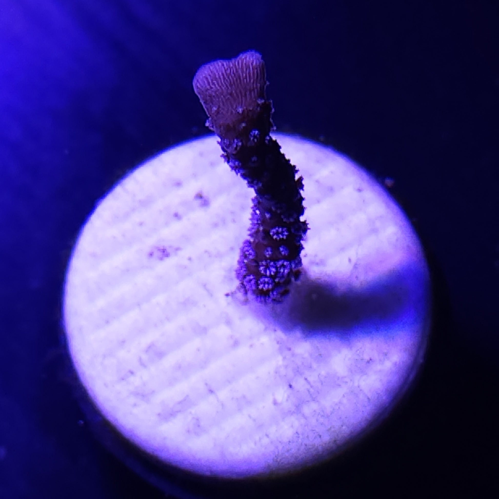 Blue Polyp Montipora Digi WYSIWYG 2