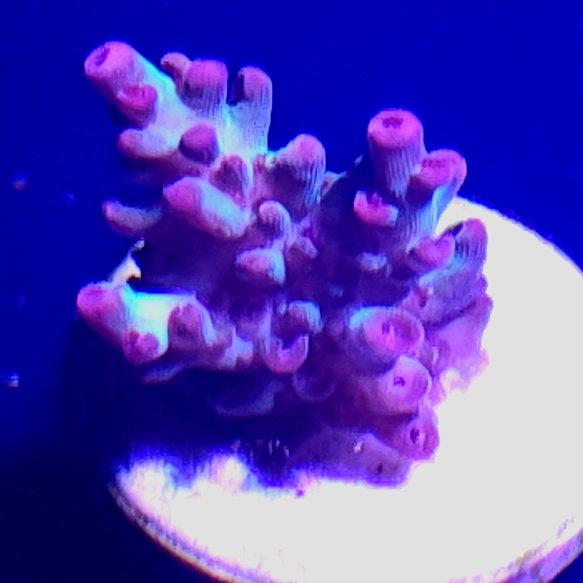Strawberry Shortcake Acropora WYSIWYG 2