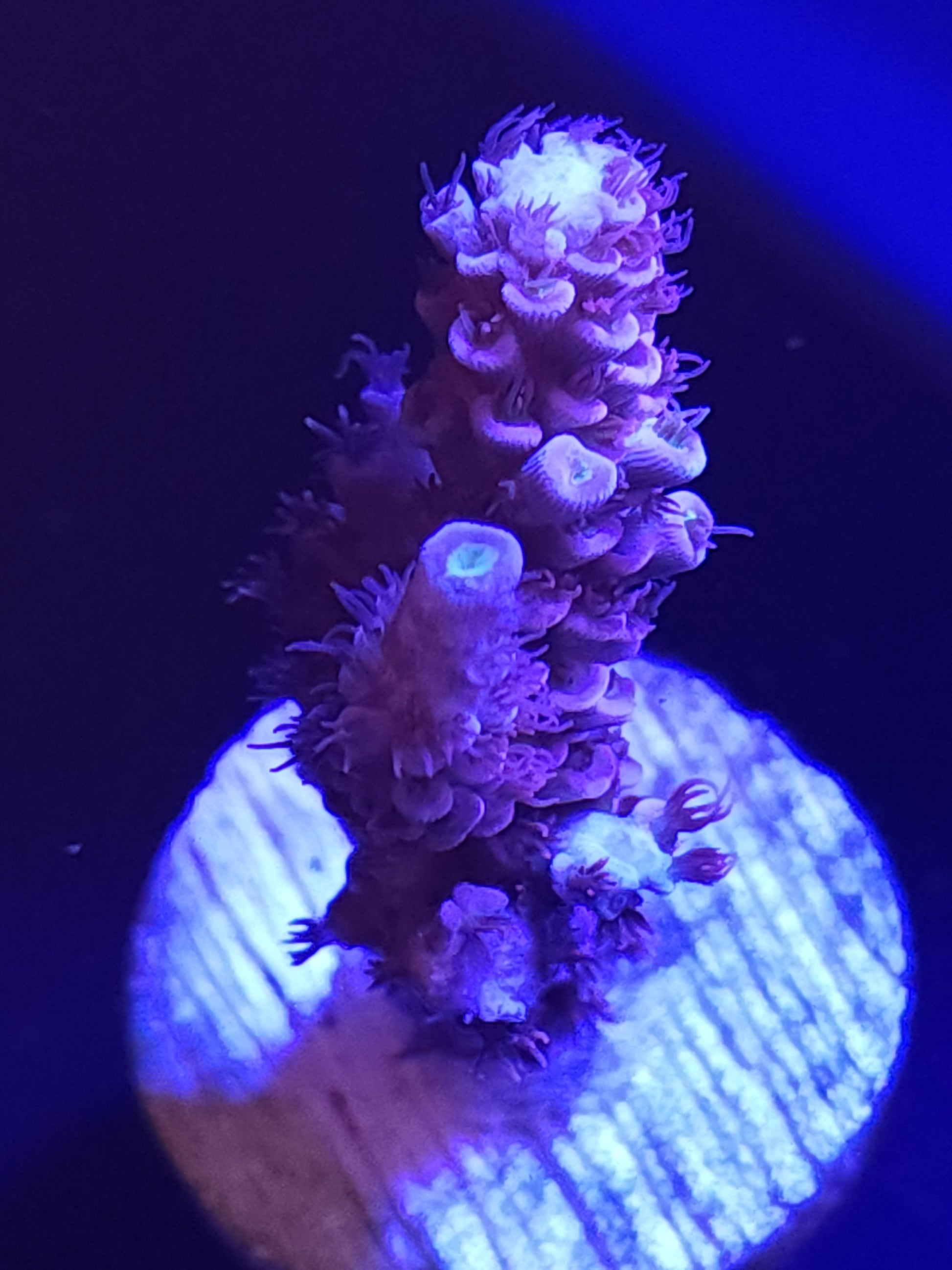 Cherry Bomb Acropora Large WYSIWYG 1