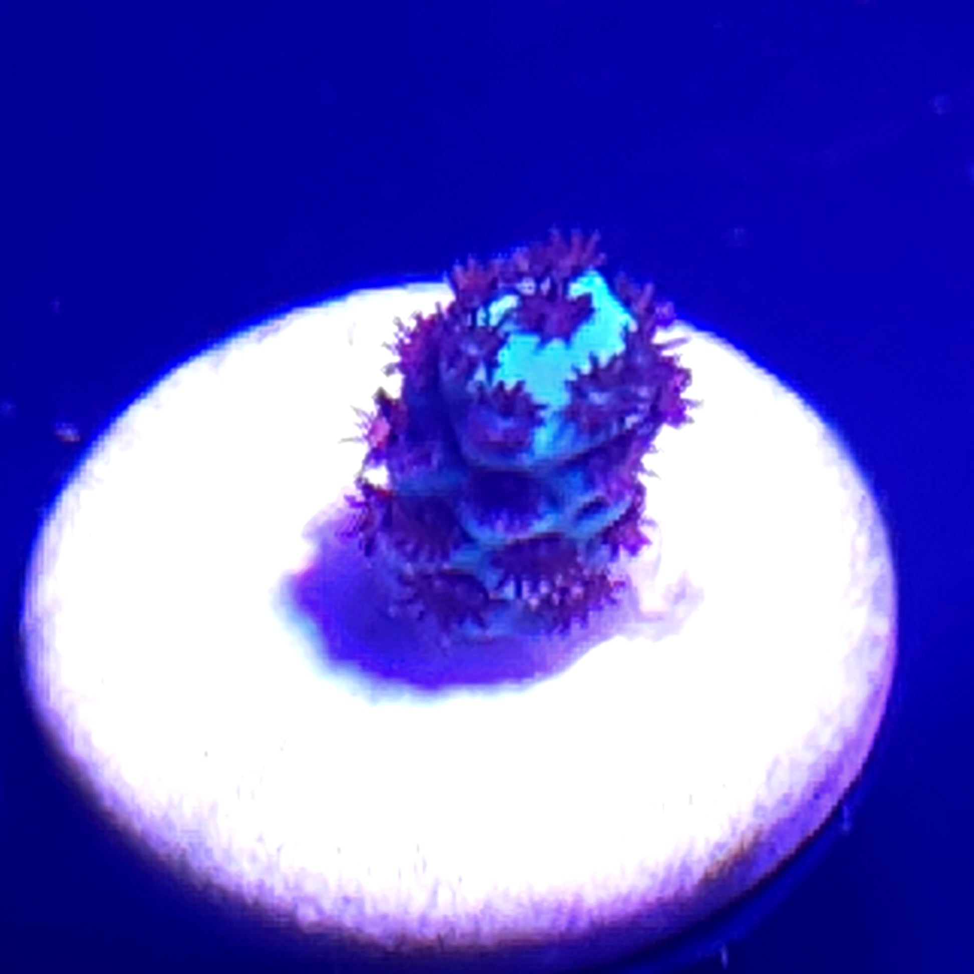 Booberry Acropora Sarmentosa WYSIWYG 2