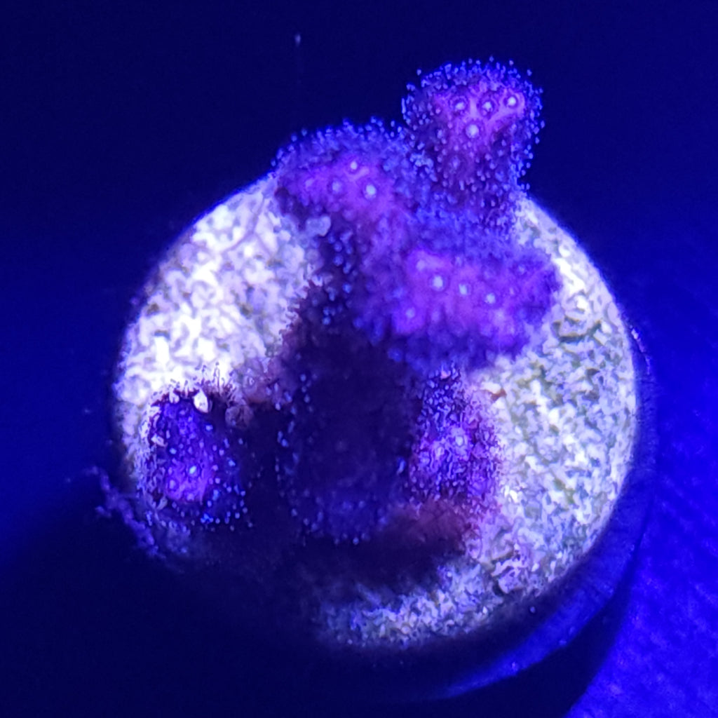 Purple Birdsnest WYSIWYG 1