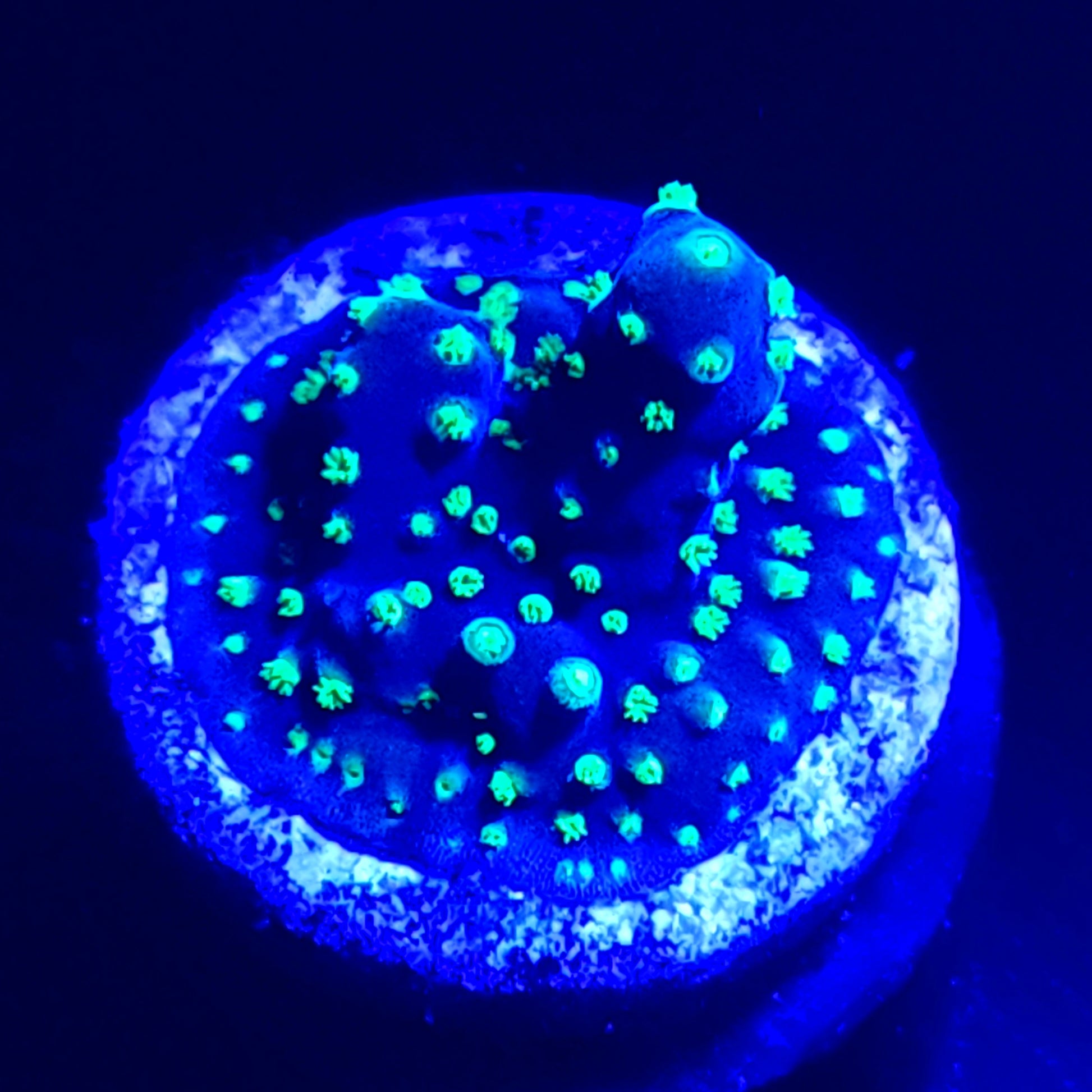 Bonsai Acropora WYSIWYG 2