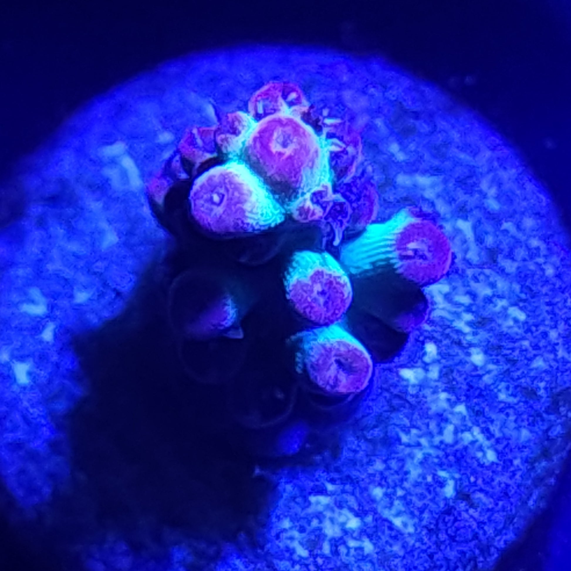 Strawberry Shortcake Acropora WYSIWYG 3