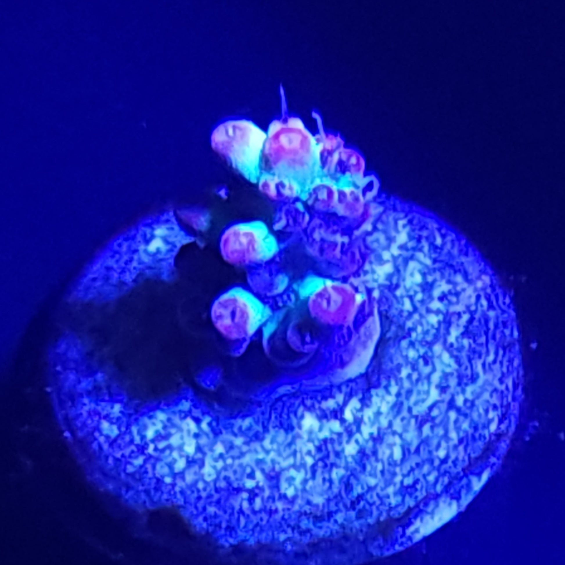 Strawberry Shortcake Acropora WYSIWYG 3