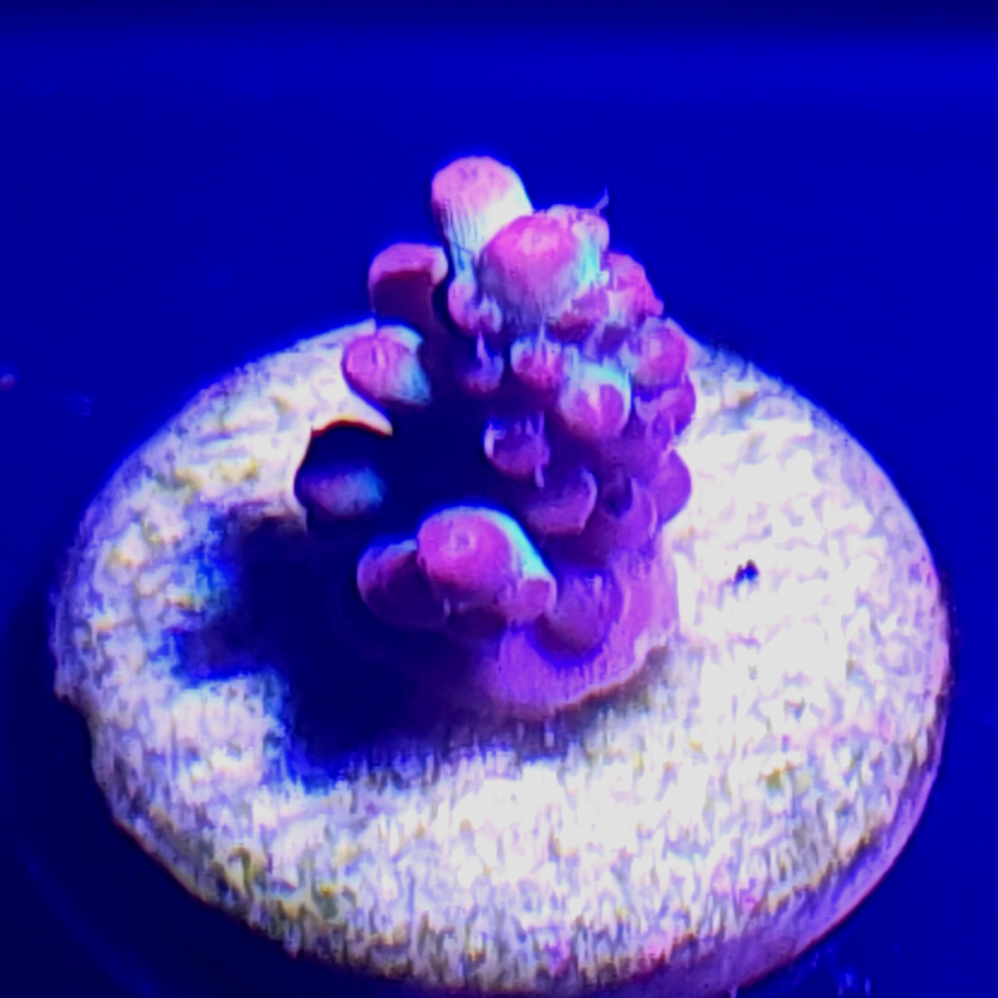 Strawberry Shortcake Acropora WYSIWYG 3