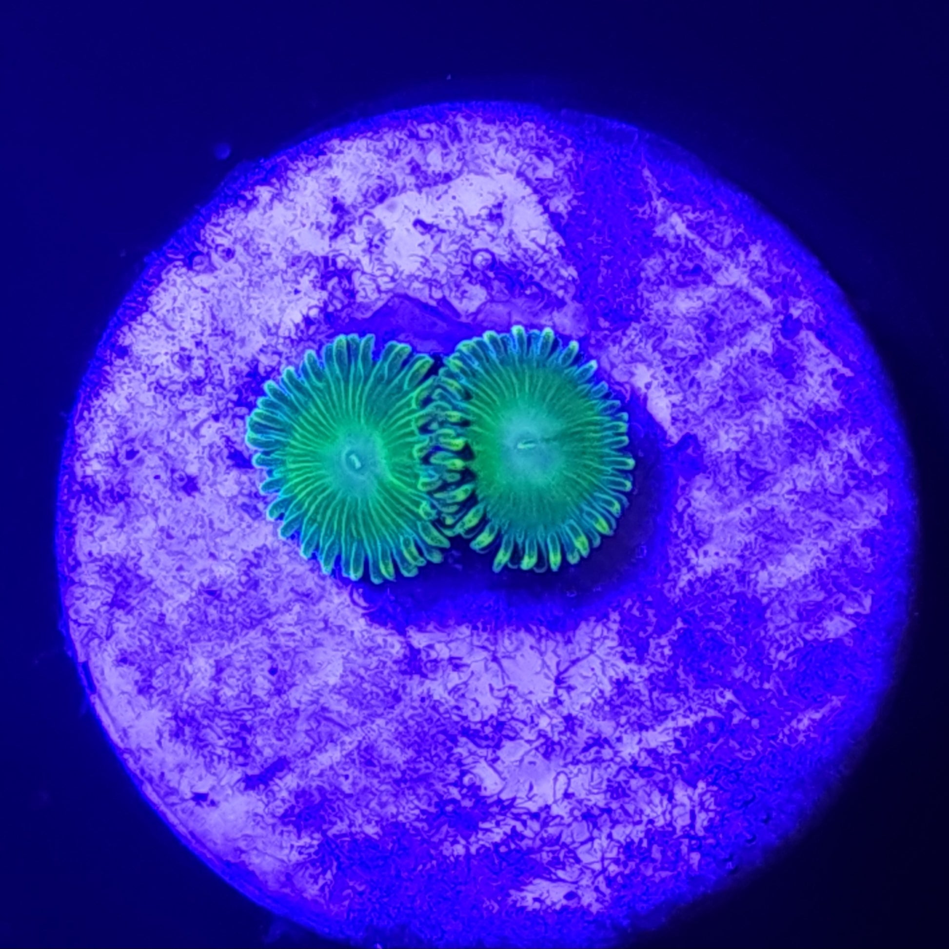 Frankies Flu Zoas WYSIWYG