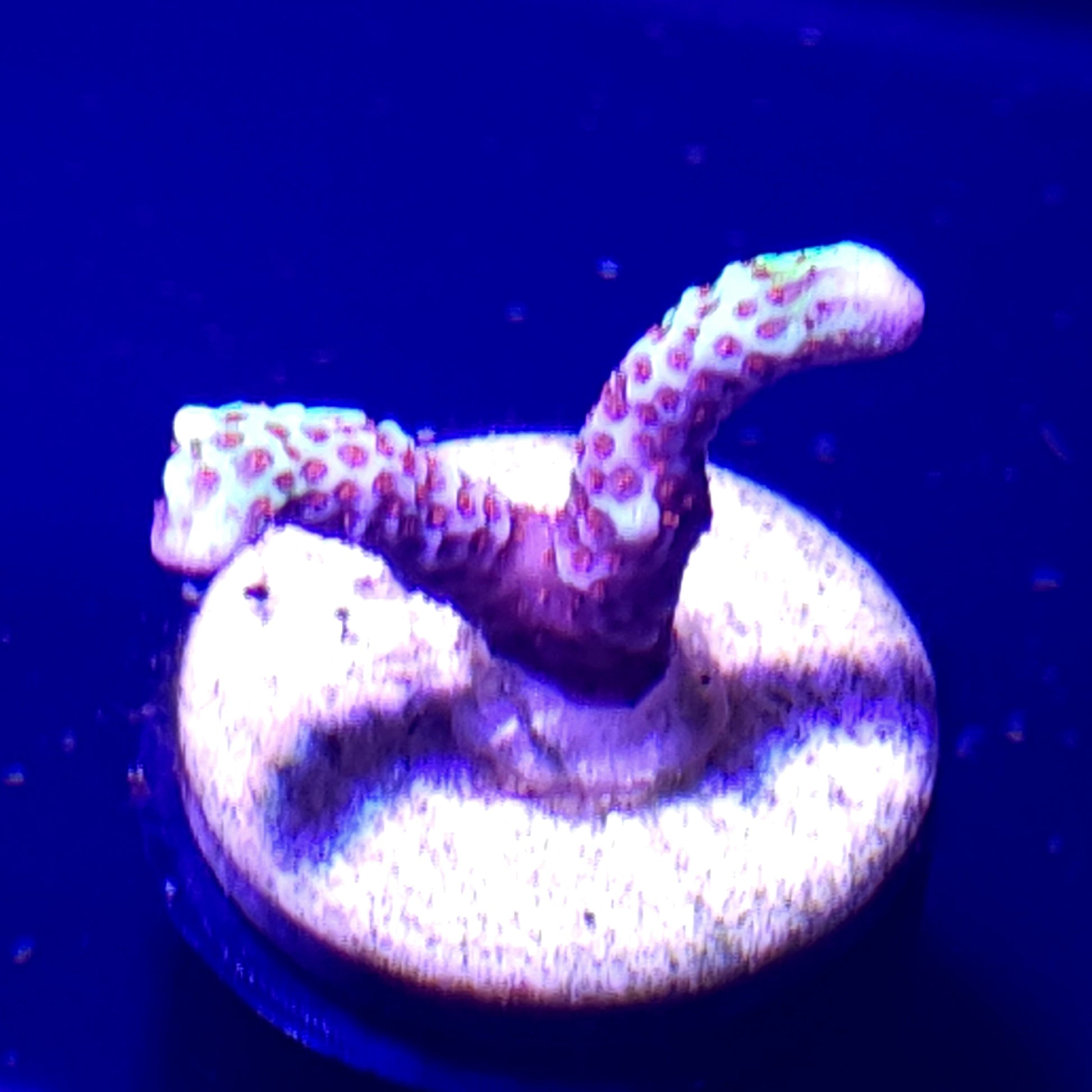 Bubblegum Montipora Digitata WYSIWYG 3