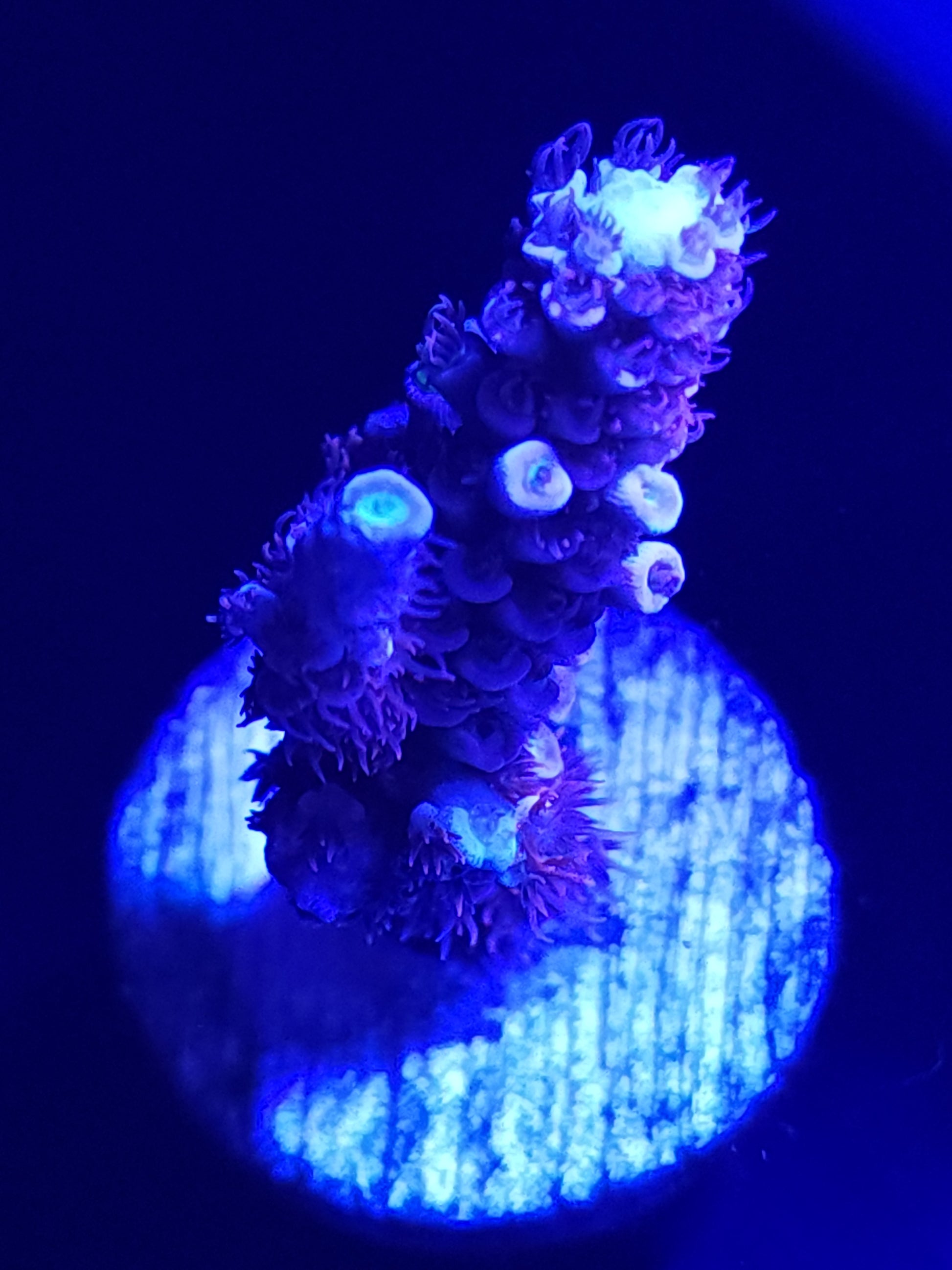 Cherry Bomb Acropora Large WYSIWYG 1