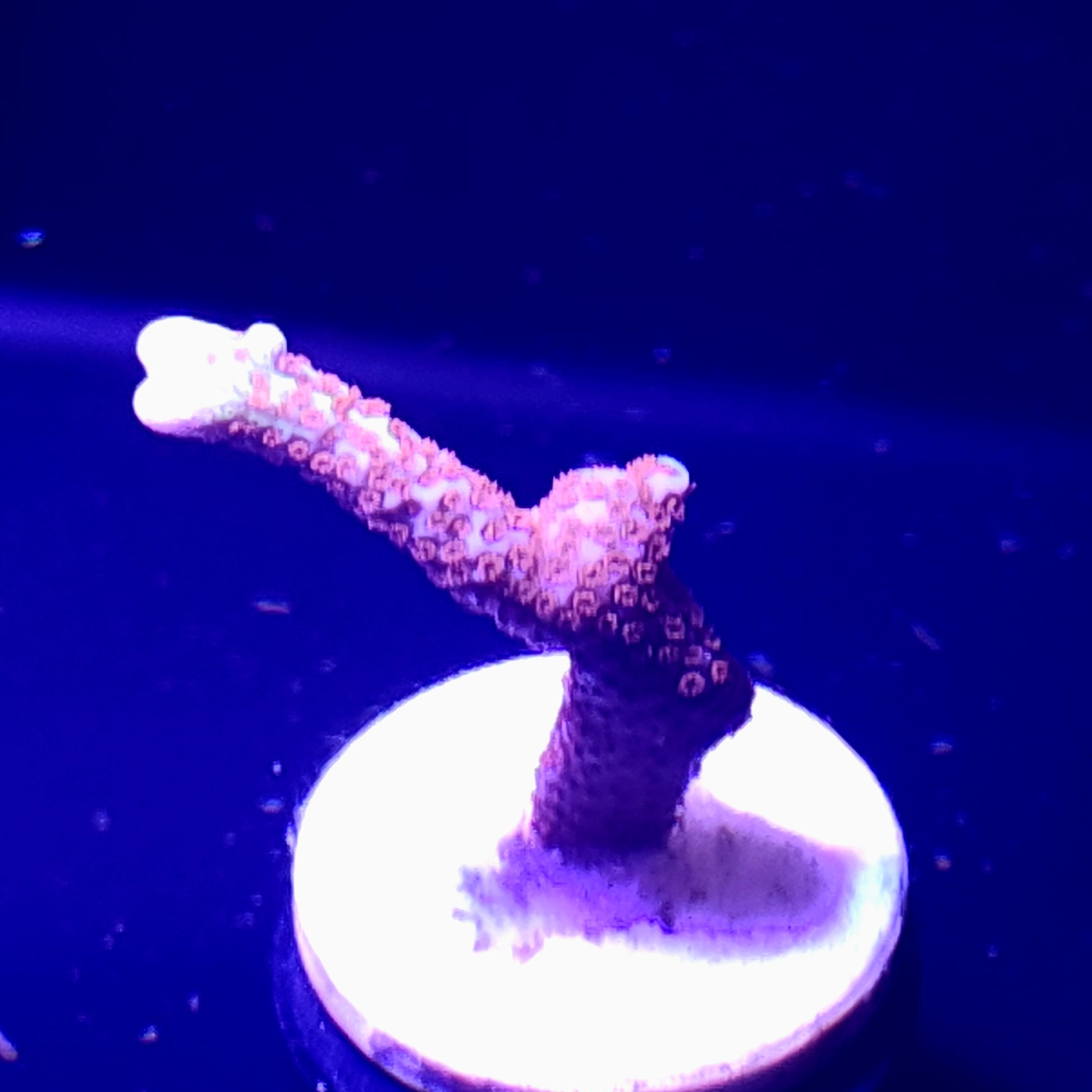Bubblegum Montipora Digitata WYSIWYG 4