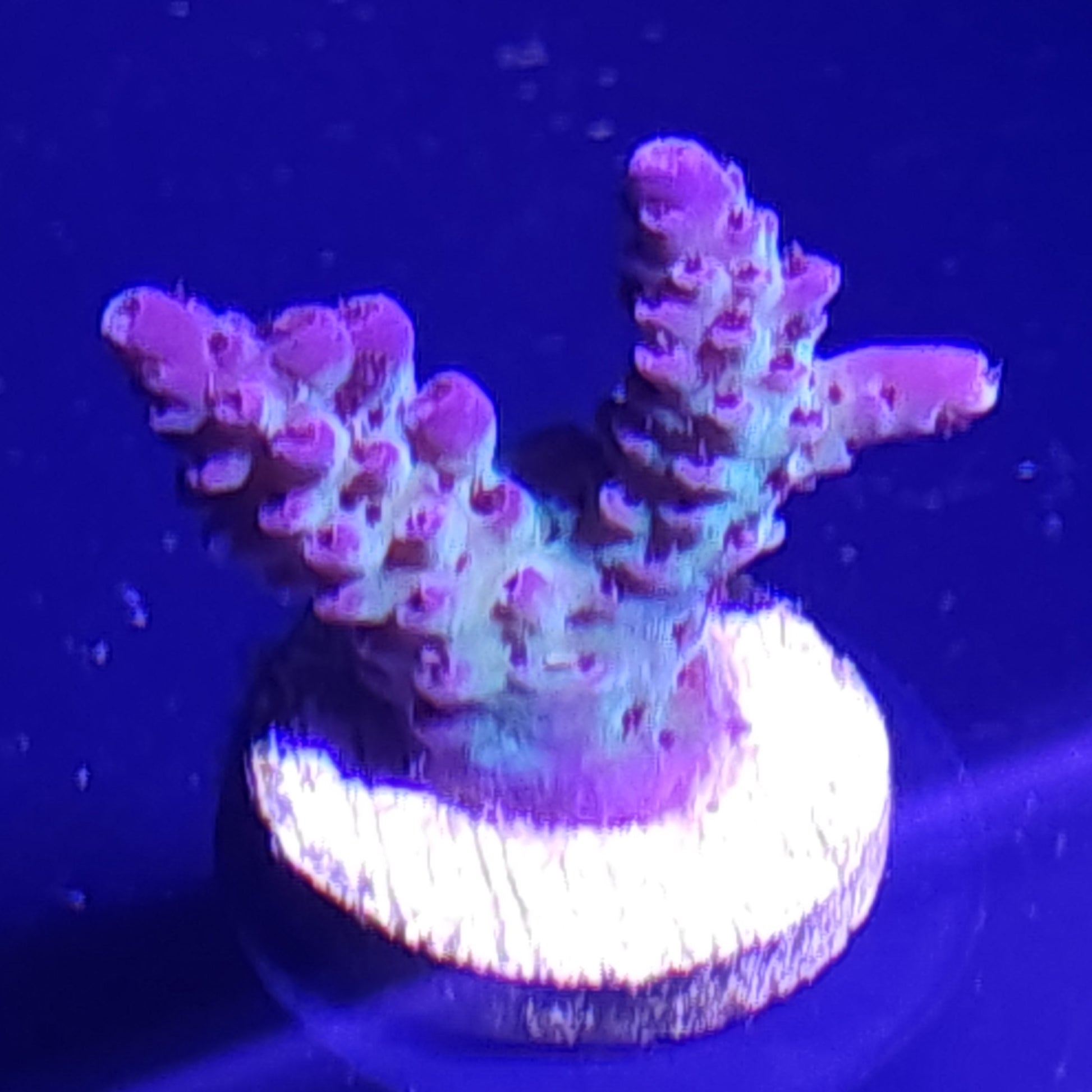 Red Polyp Acropora WYSIWYG 1