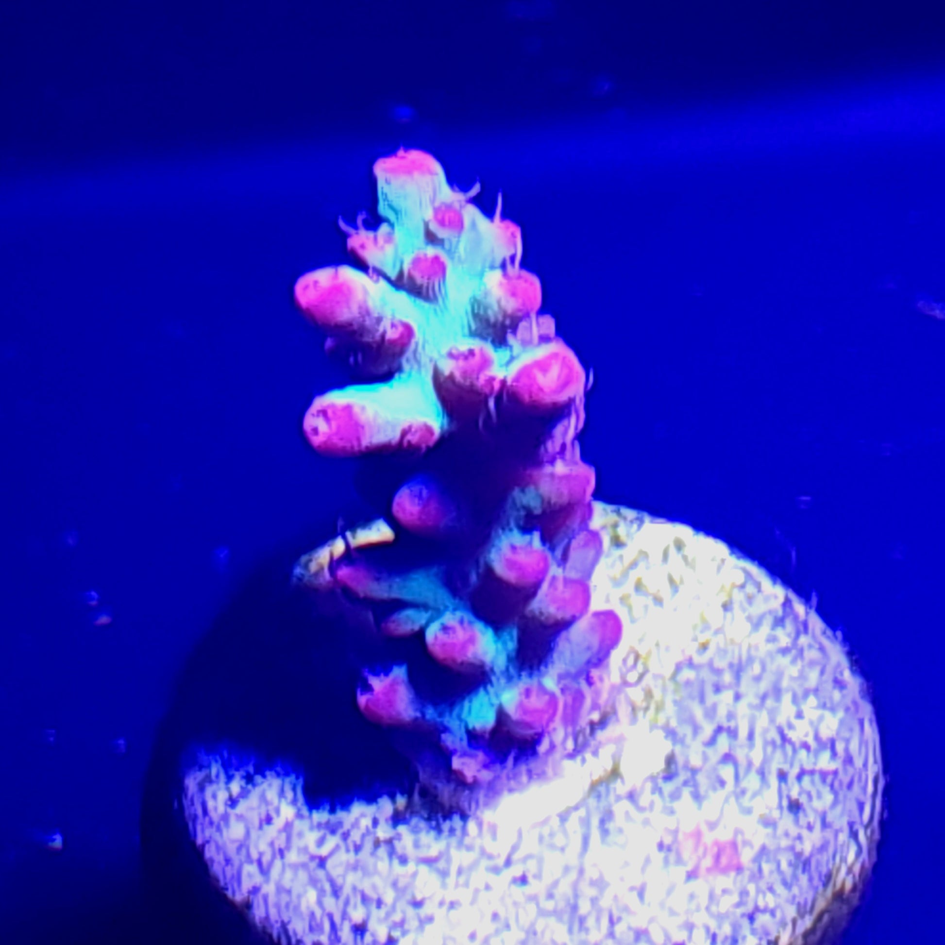Strawberry Shortcake Acropora WYSIWYG 4