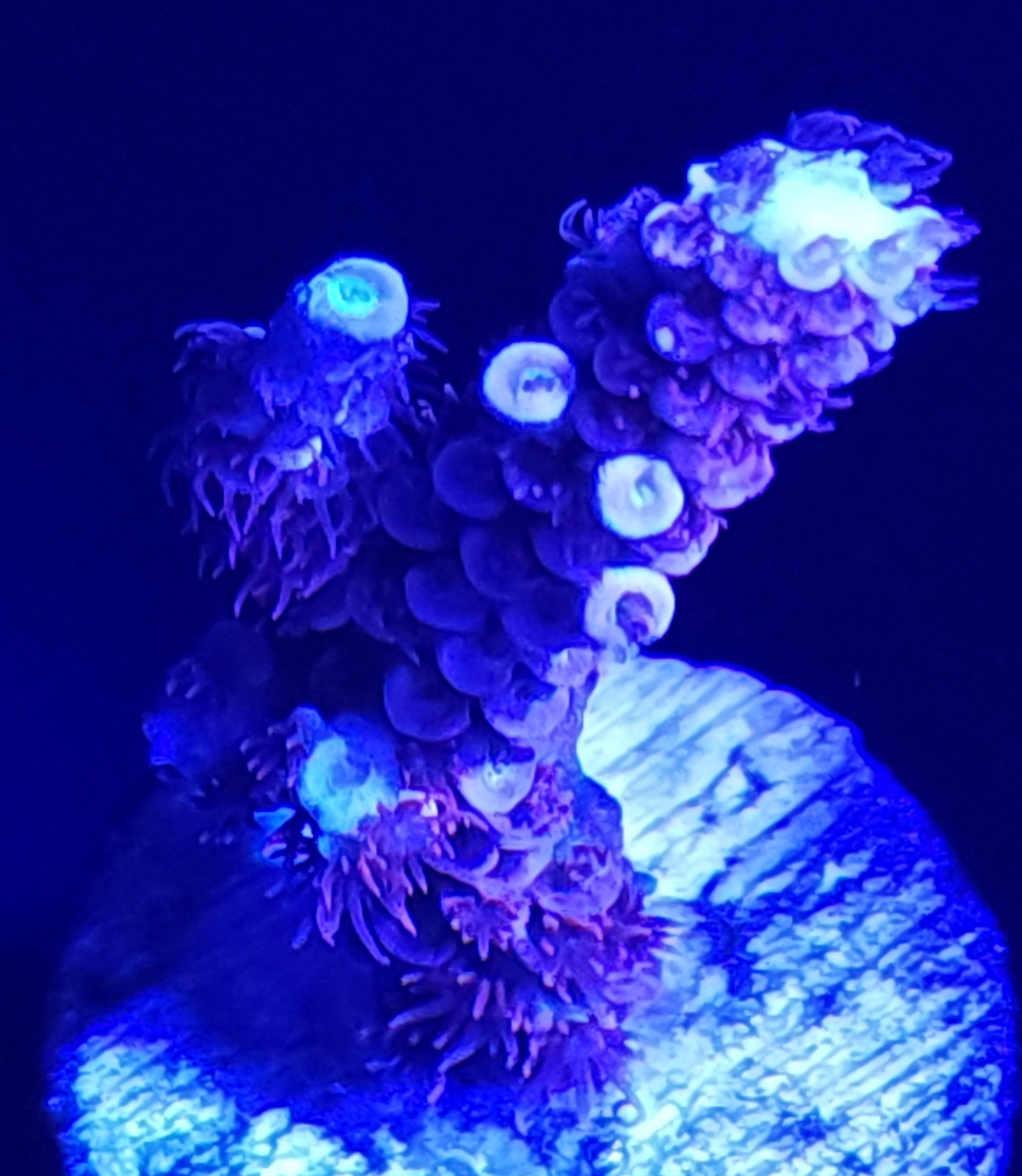 Cherry Bomb Acropora Large WYSIWYG 1