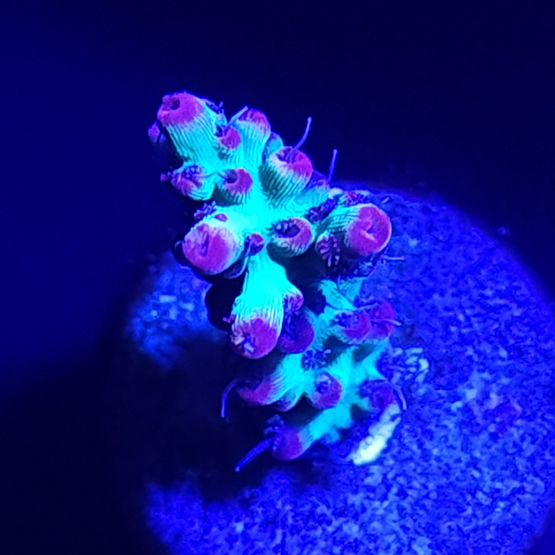 Strawberry Shortcake Acropora WYSIWYG 4