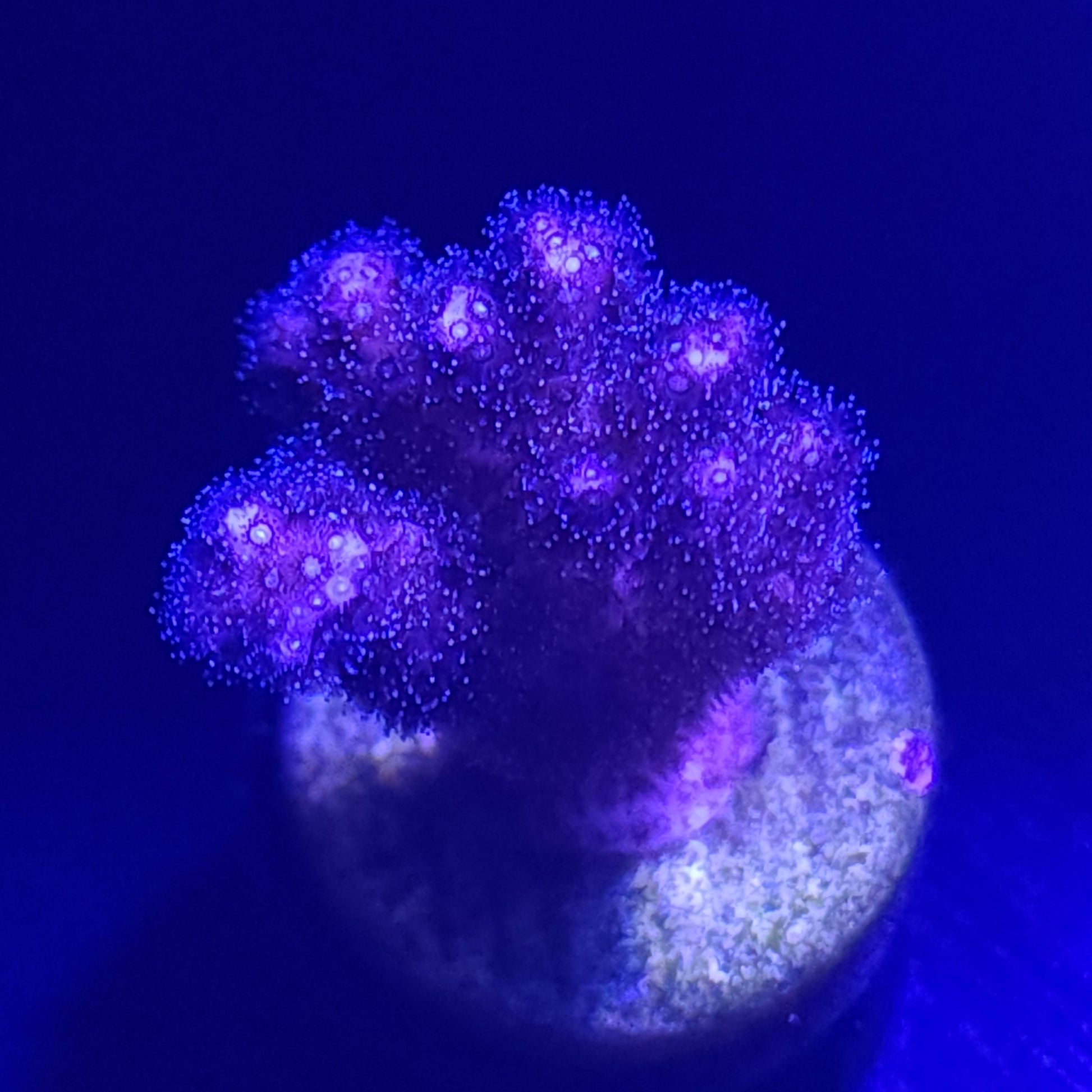 Purple Birdsnest WYSIWYG 2